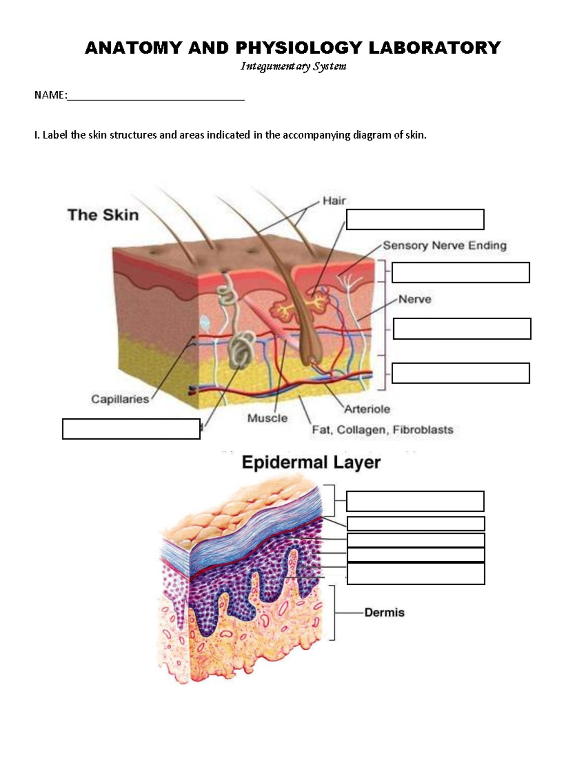 9-Lab Integumentary - ANATOMY AND PHYSIOLOGY LABORATORY Integumentary ...