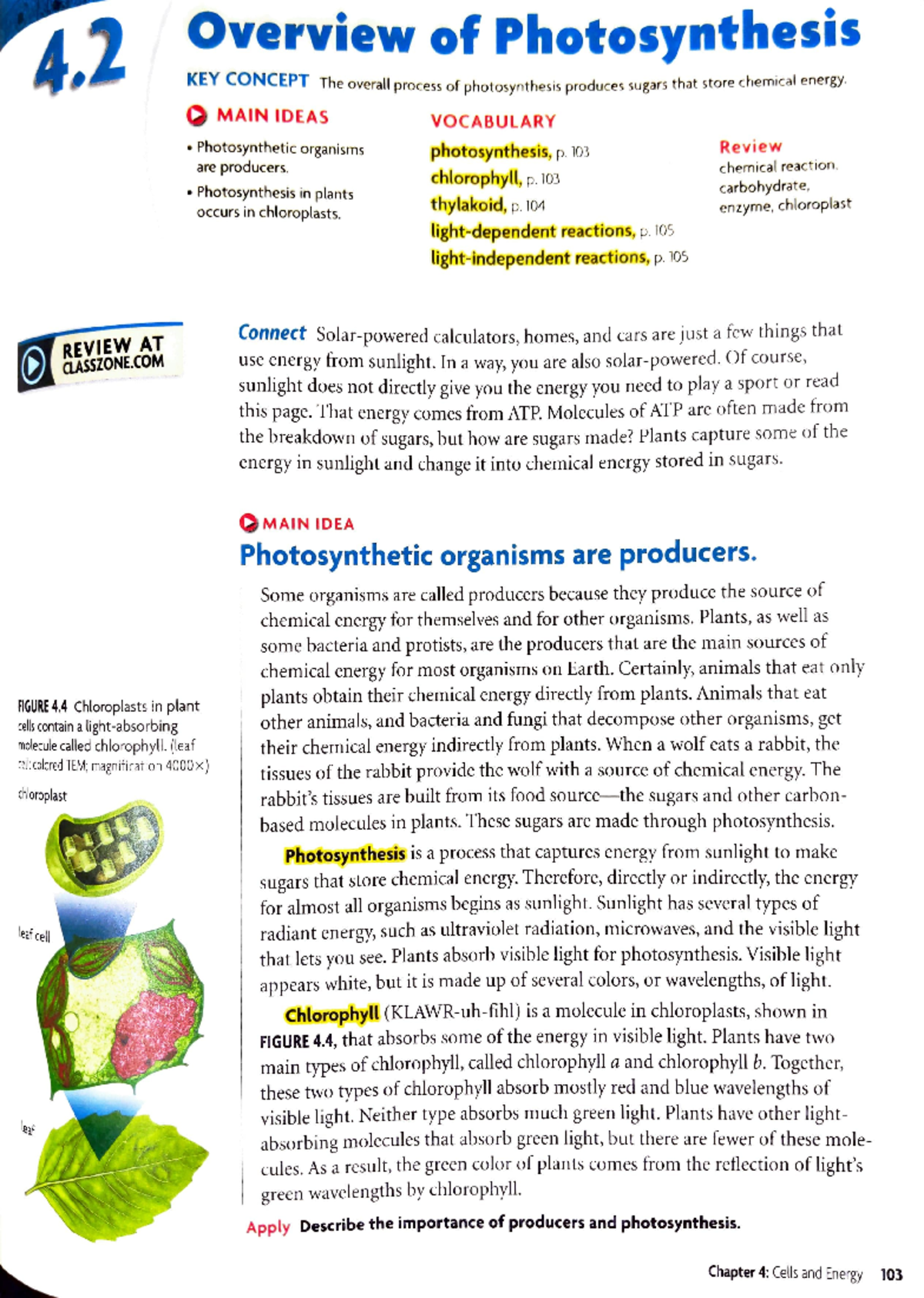 4.2 Reading - FOR BIOLOGY 9TH - Overview of Photosynthesis KEY CONCEPT ...