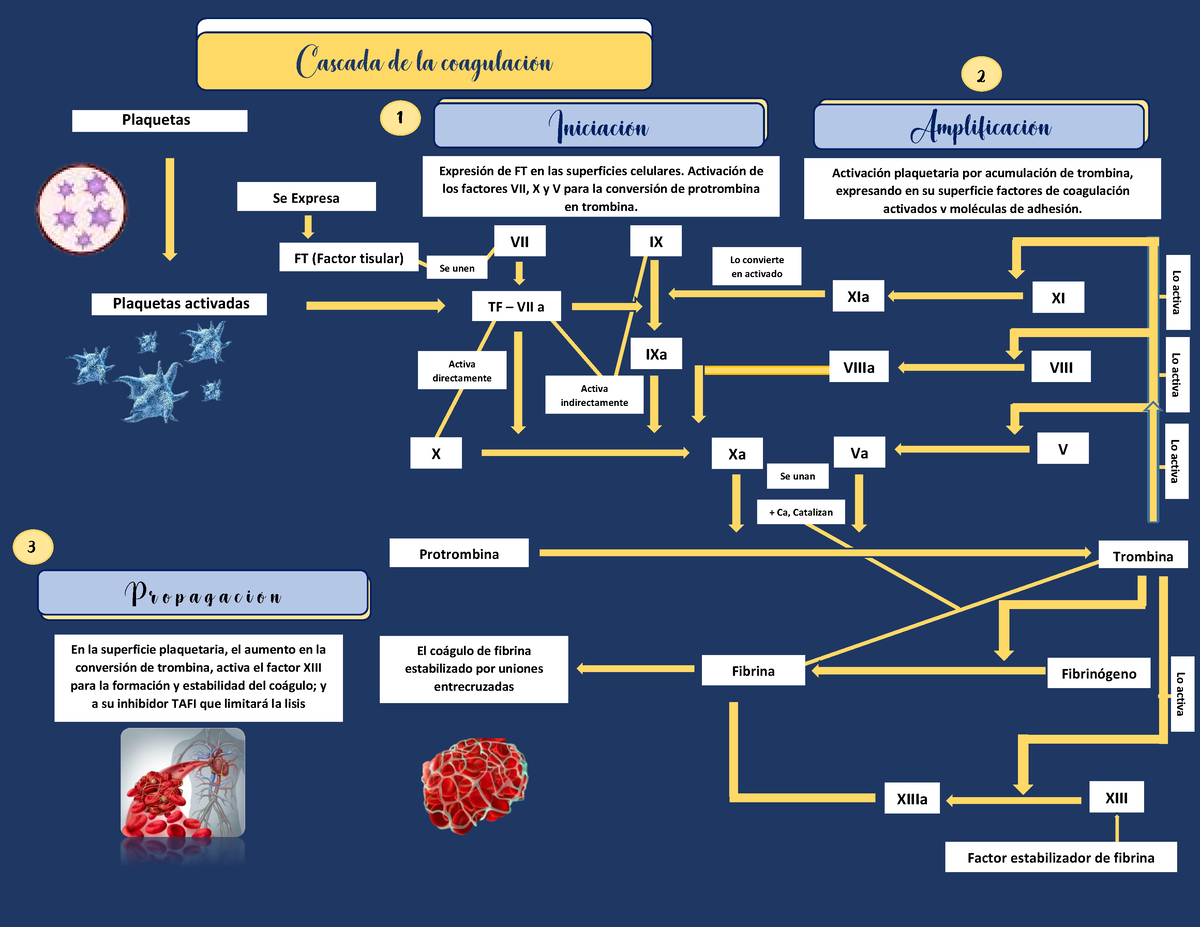 Cascada de coagulación vía nueva - Cascada de la coagulación Plaquetas  activadas Plaquetas 1 FT - Studocu