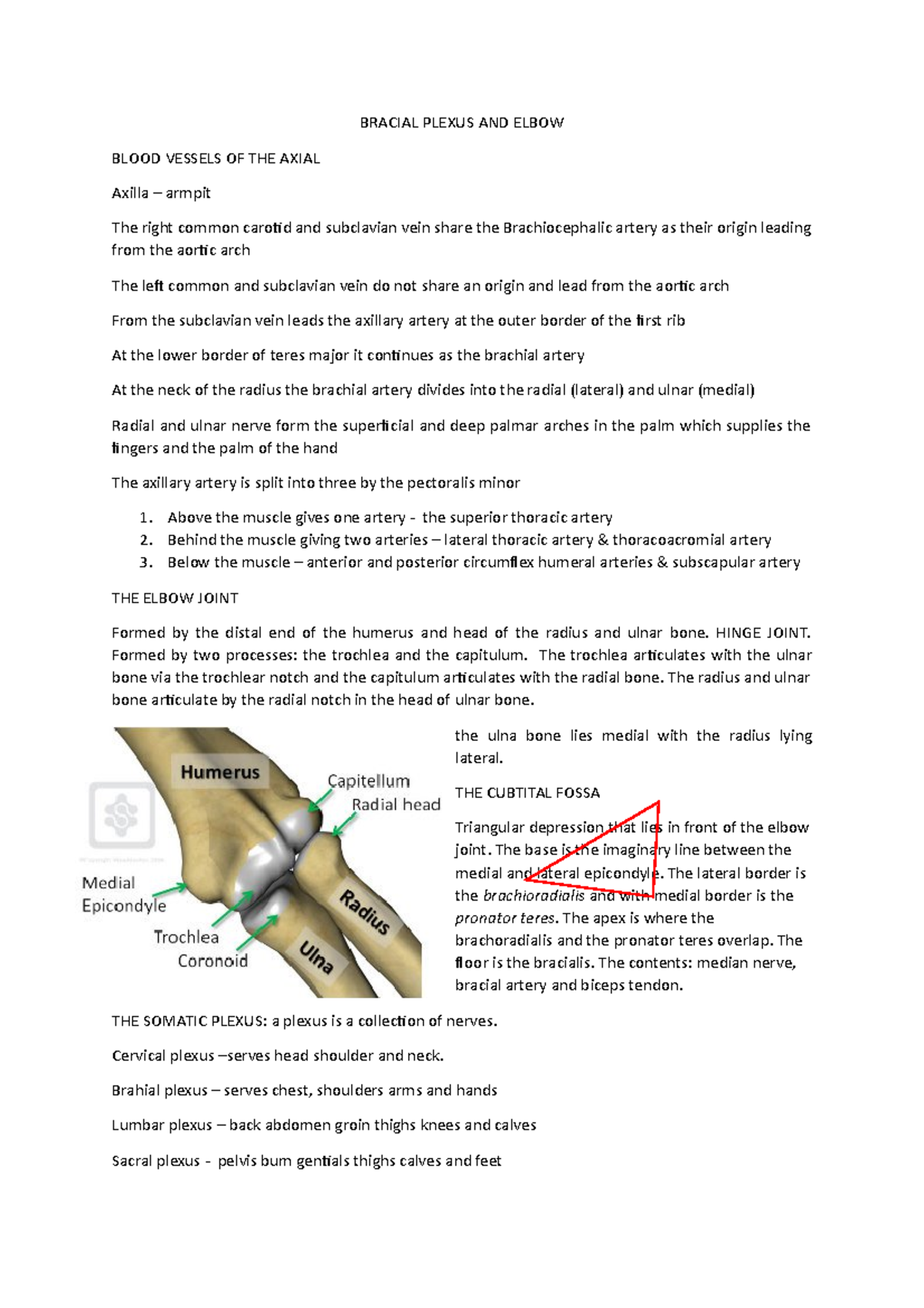 Bracial Plexus and elbow anatomy - BRACIAL PLEXUS AND ELBOW BLOOD ...