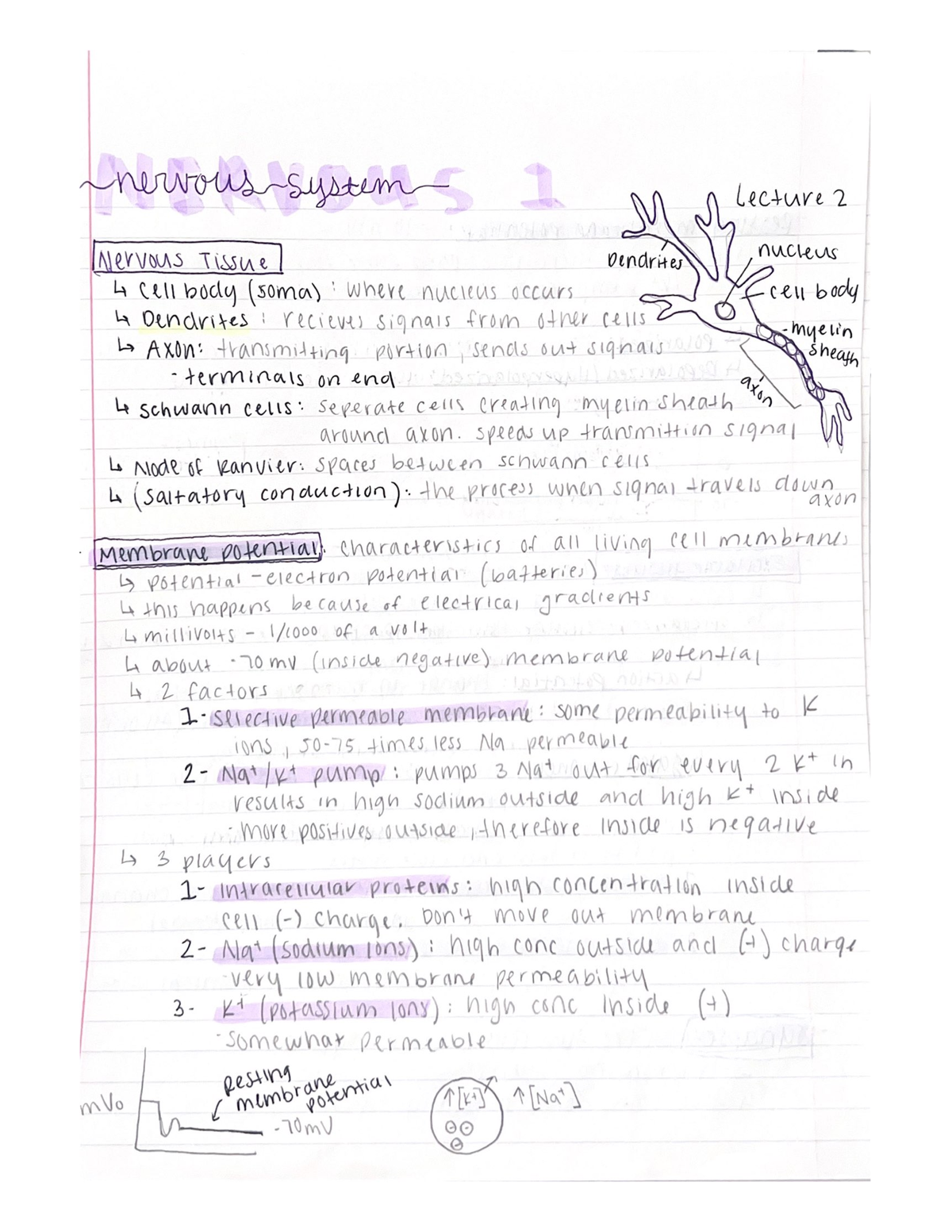 Nervous System 1 - BIOL 2420 - SUU - Studocu