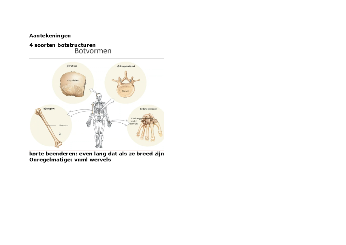 Aantekeningen Fysio WC3 Spier- En Beenderstelsel - Aantekeningen 4 ...