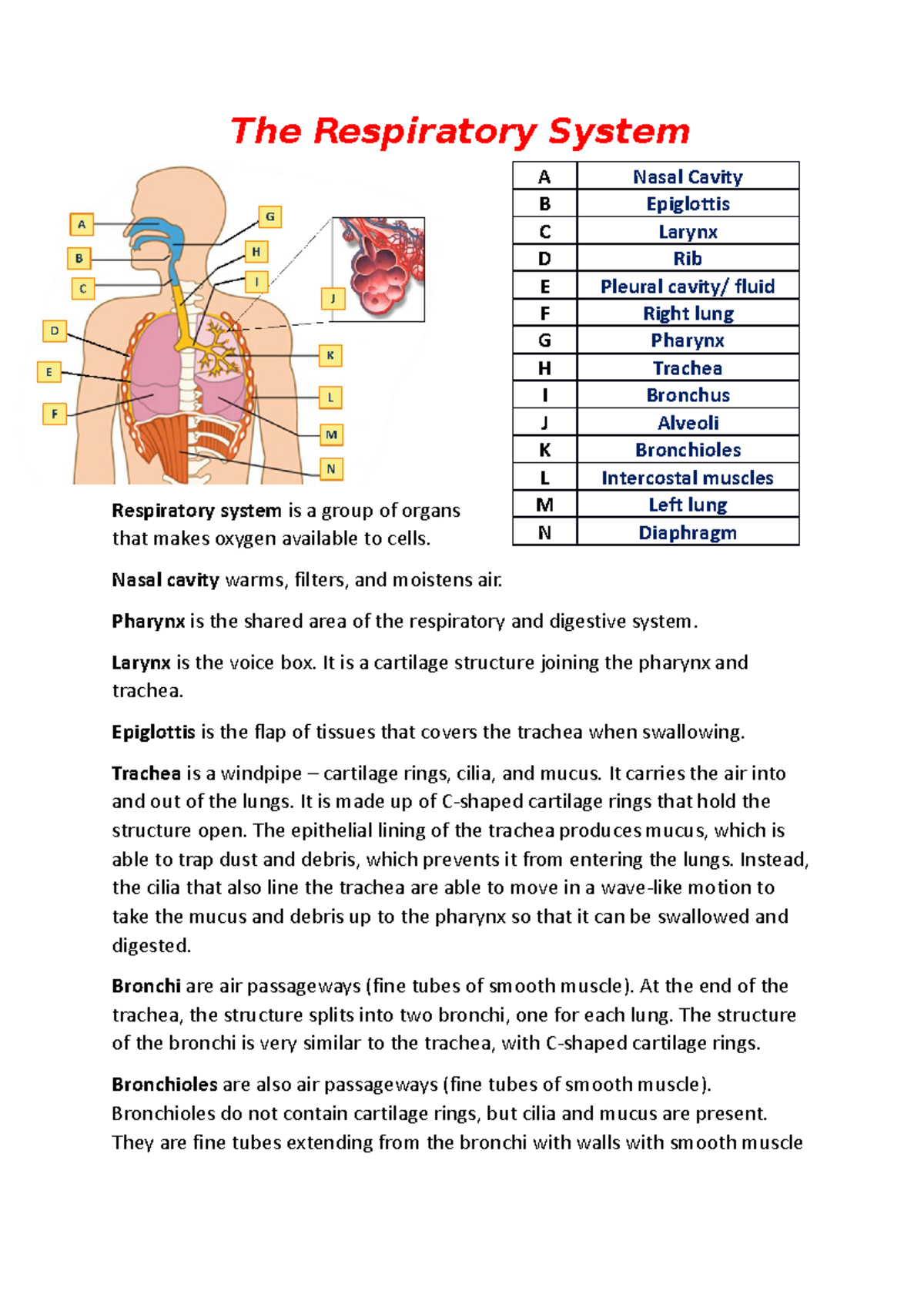 Respiratory System - NOTES - Studocu