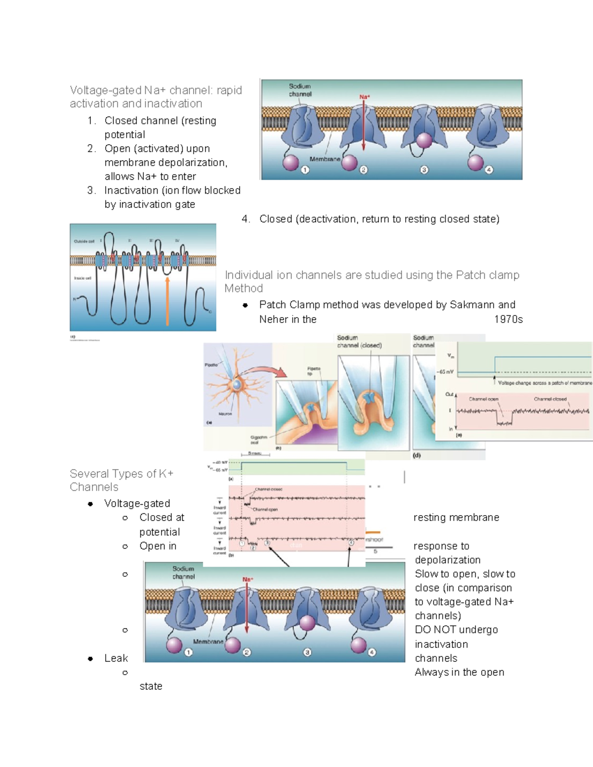 BIO 302 Lecture 6 - Cassone Fall 2022 - Voltage-gated Na+ channel ...