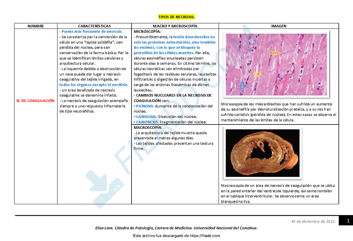 Tipos De Necrosis Resumen De Patologia Renal Elisa Lara C Tedra De Patolog A Carrera De