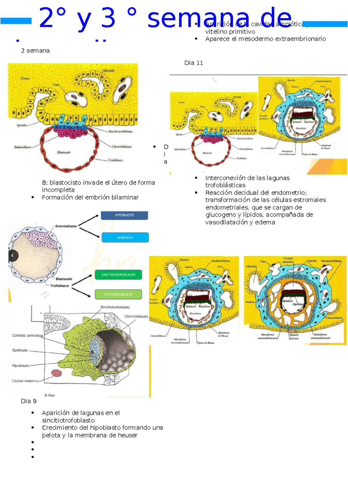 2° y 3° semana - 2 semana D i a 8; blastocisto invade el útero de forma ...