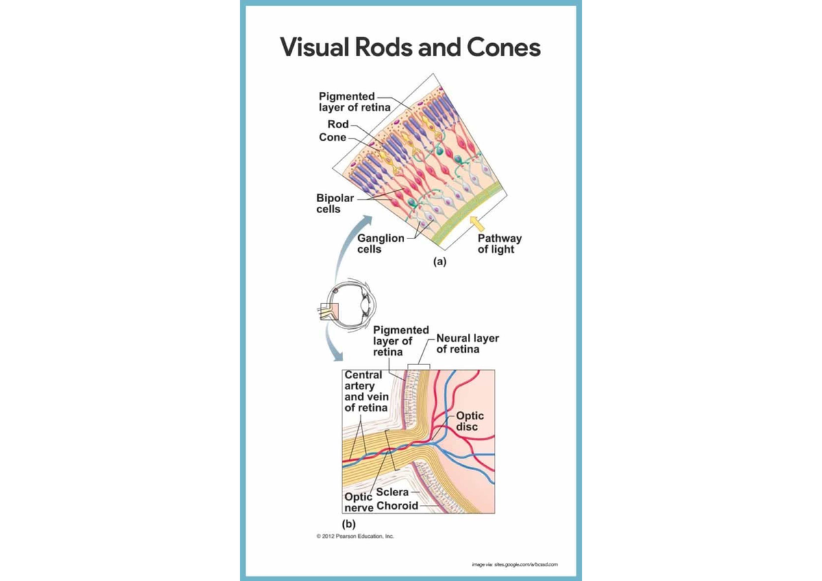 Learning with anatomy - Visual Rods and Cones Pigmented layer of retina ...