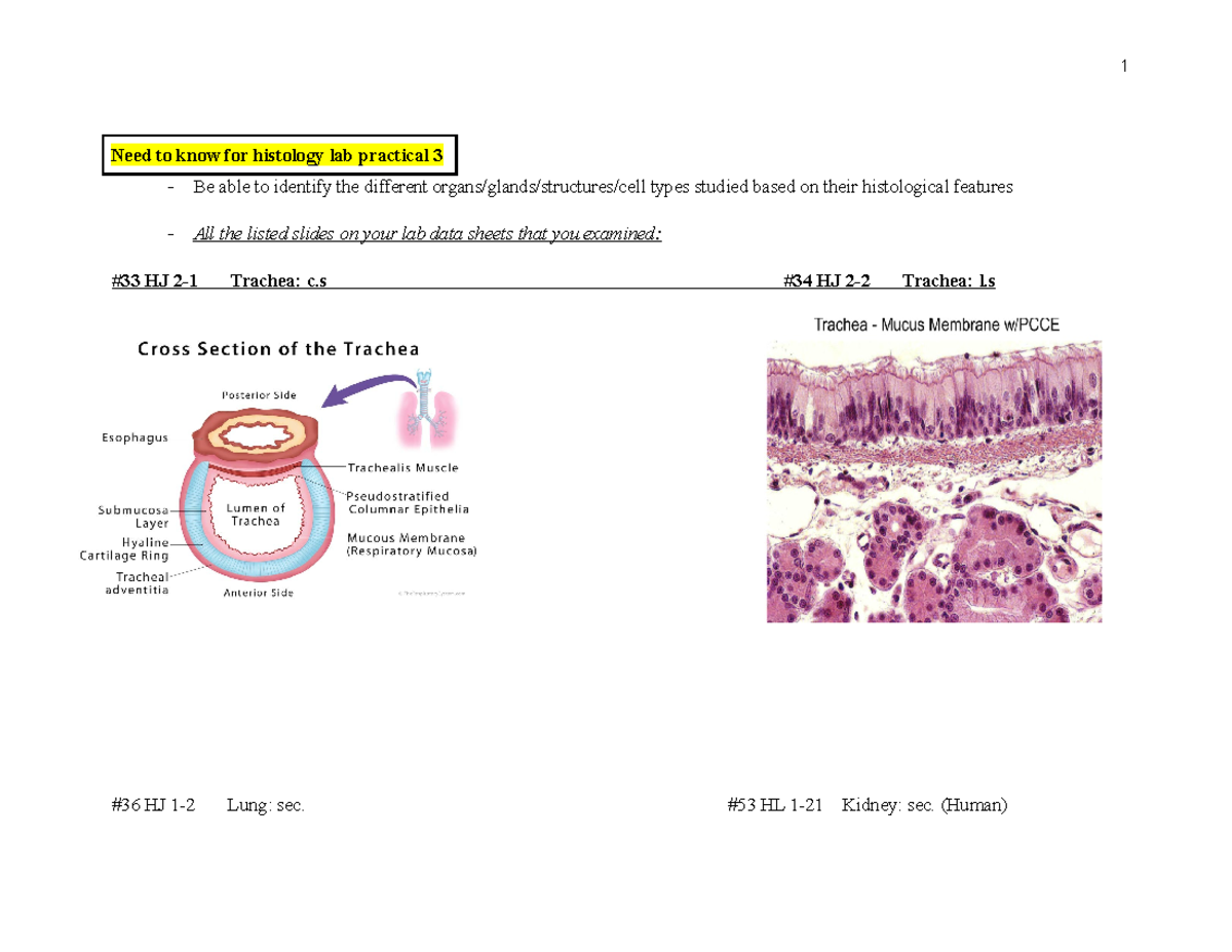 histology-lab-practical-3-need-to-know-for-histology-lab-practical-3