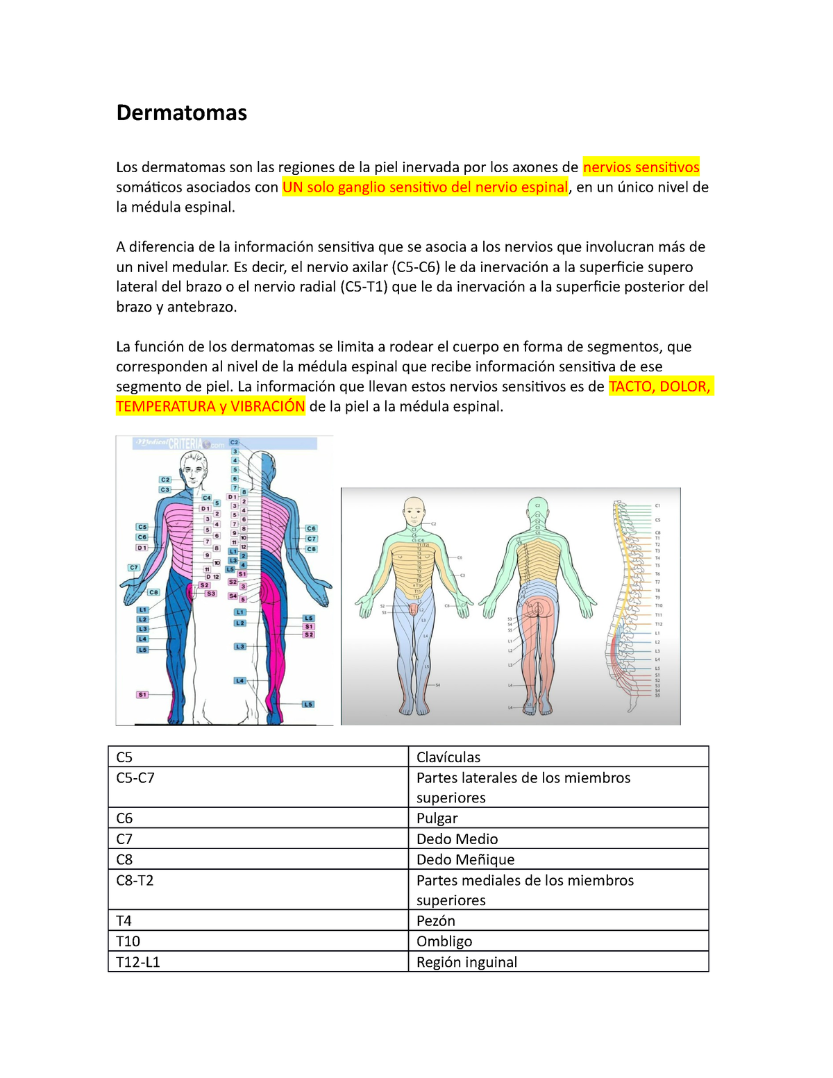 Dermatomas Y Miotomas Dermatomas Los Dermatomas Son Las Regiones De La Piel Inervada Por Los