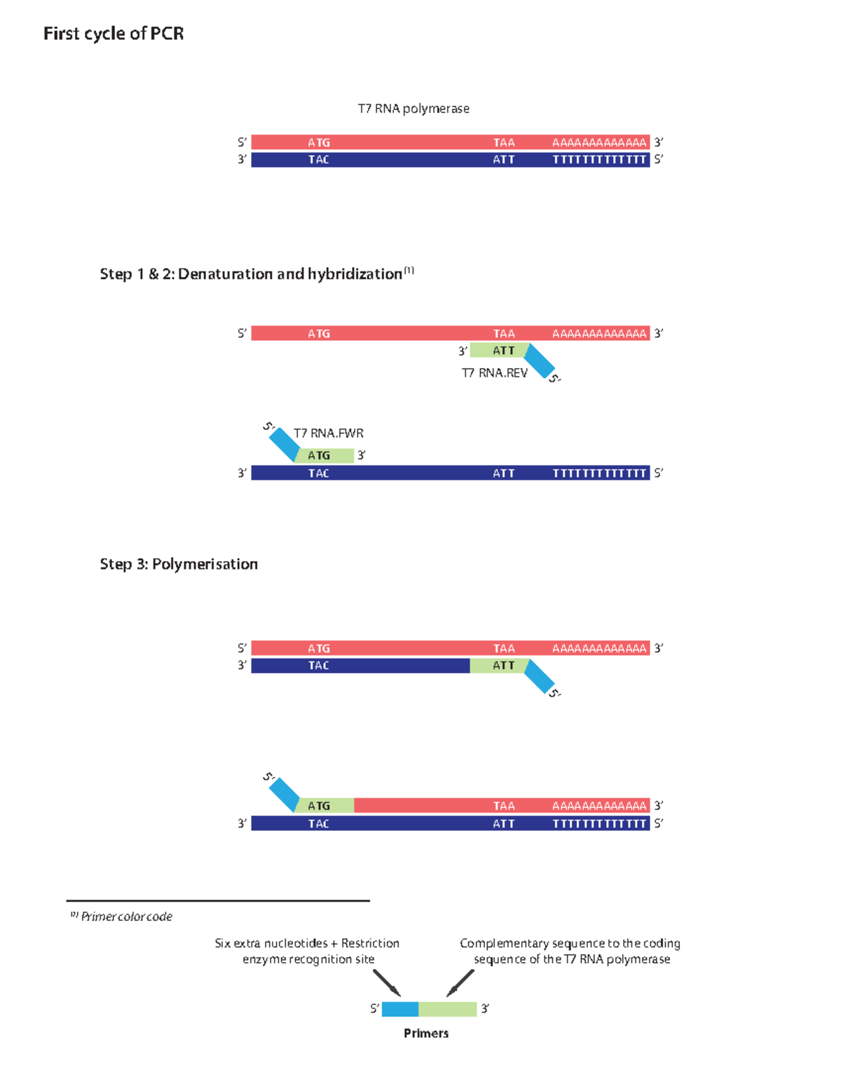 supplementary-figure-1-5-3-atgtac-taaatt-aaaaaaaaaaaaattttttttttttt