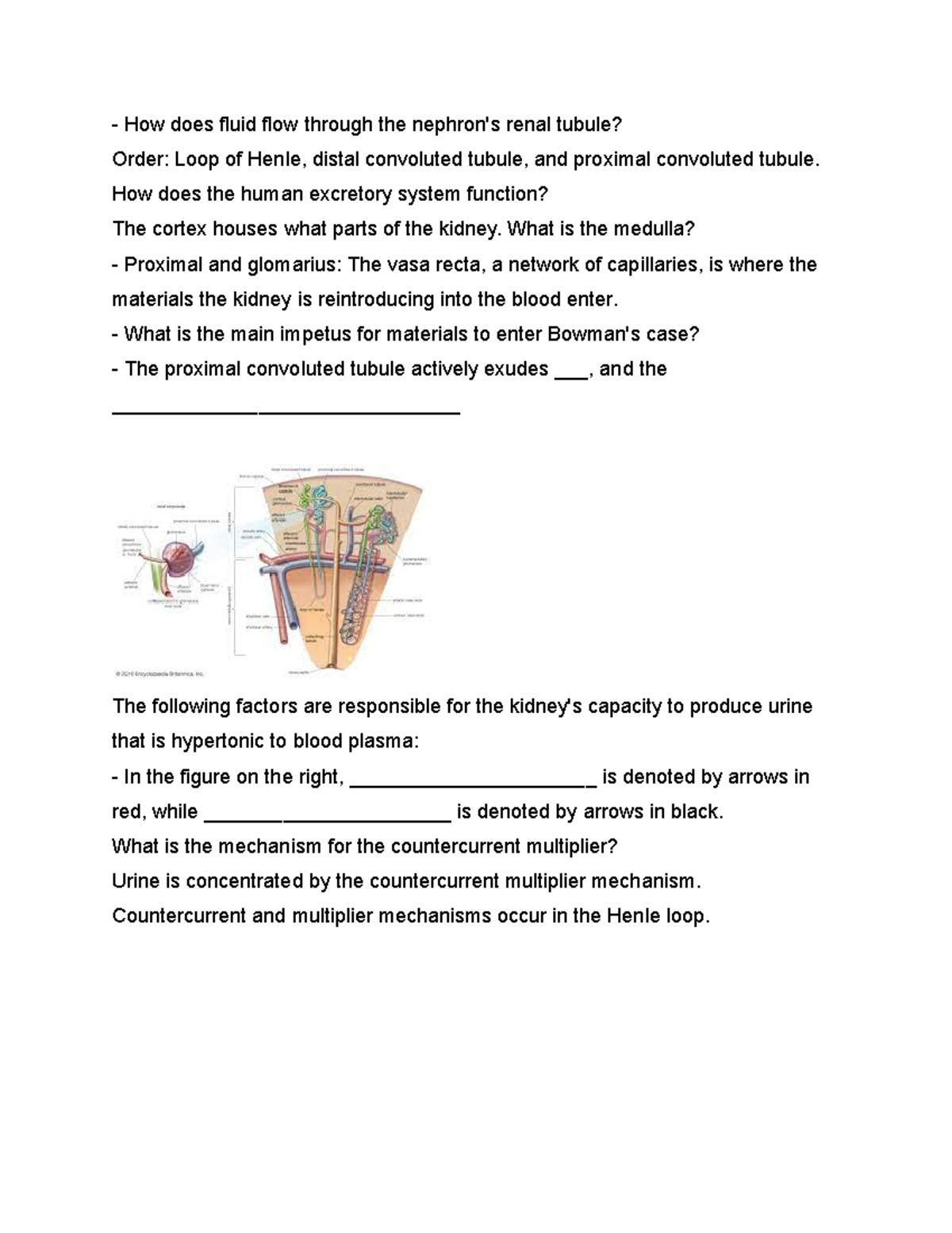 Nephron's Lecture note Nephron's from 2023. How does fluid flow