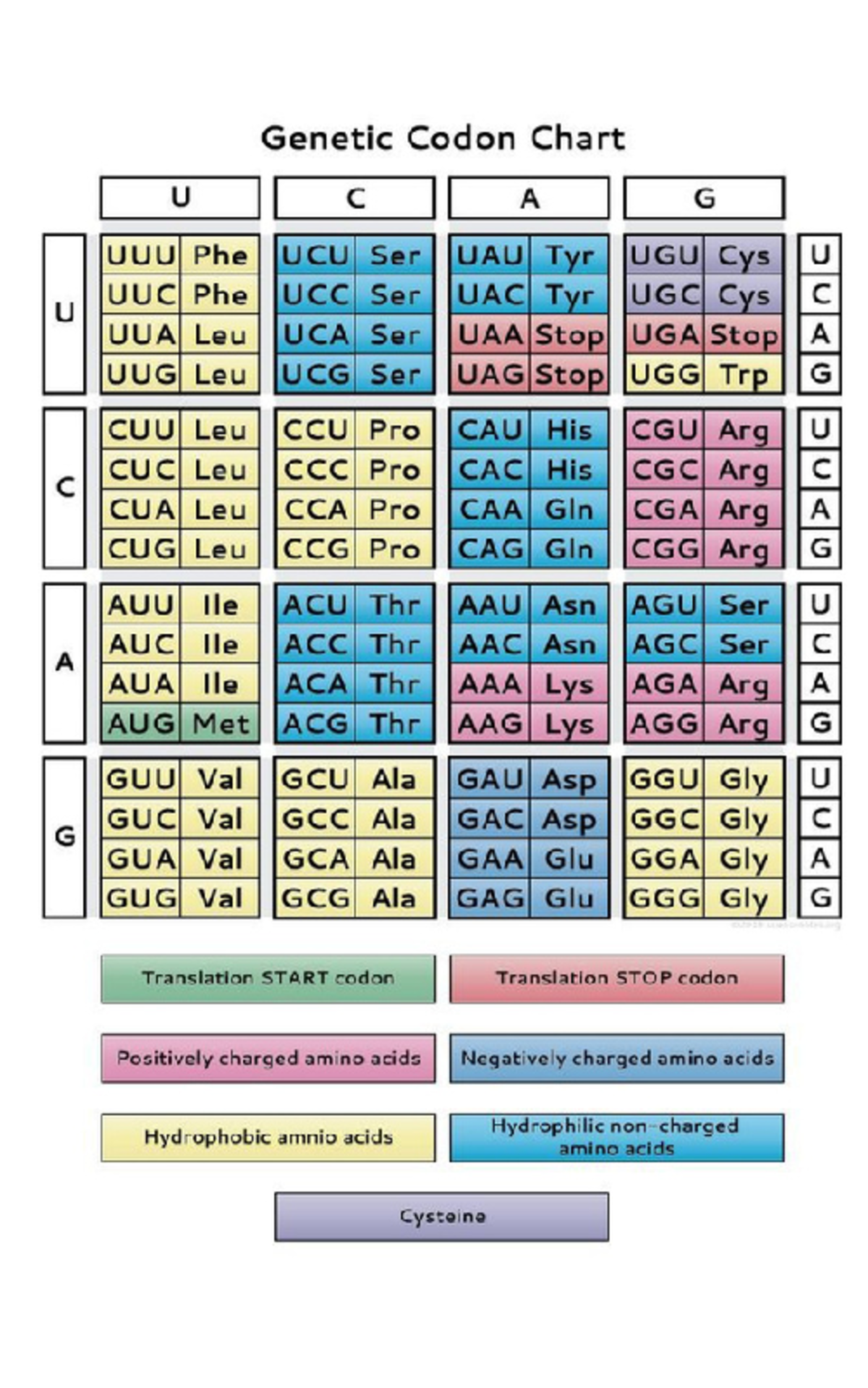 Amino ACID Table - Biochemistry - Studocu