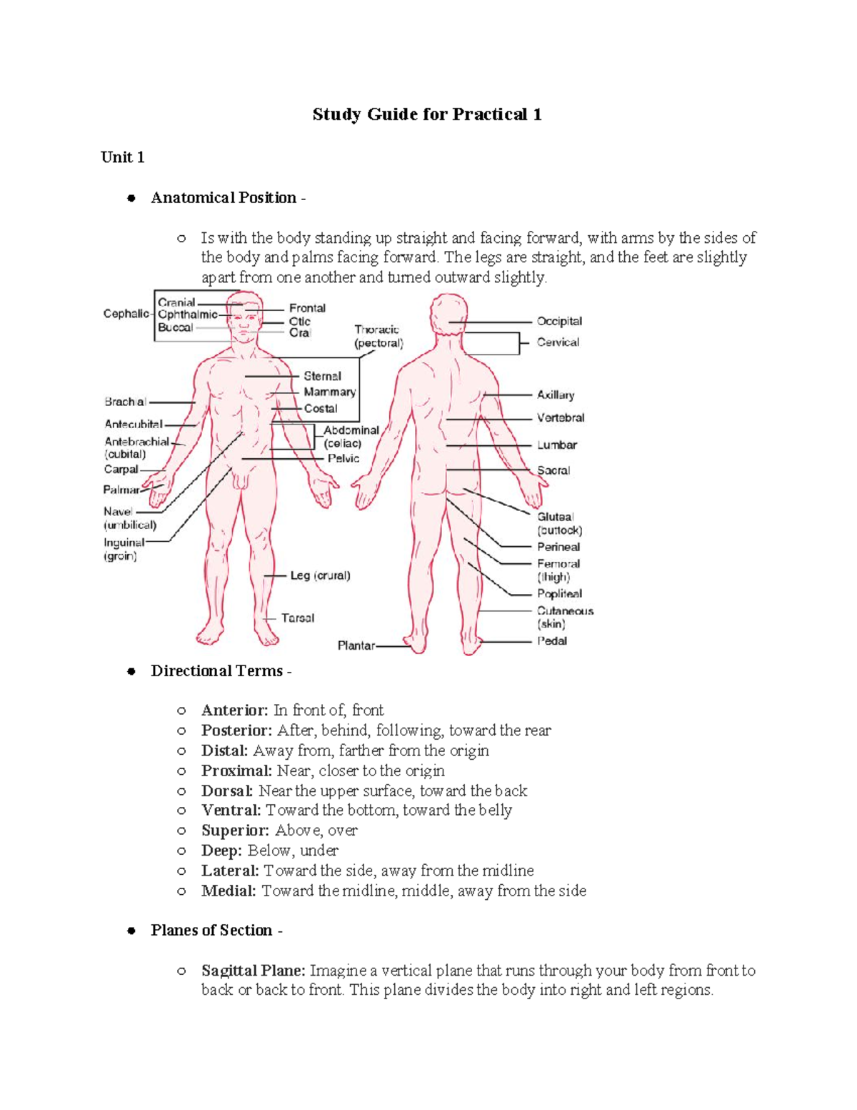 Study Guide for Practical 1 - The legs are straight, and the feet are ...