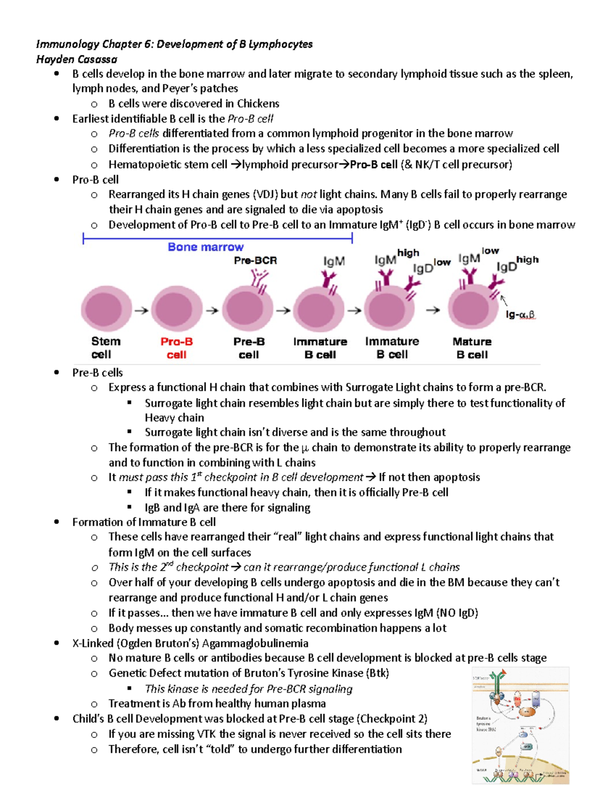 Chapter 6 Notes - Immunology Chapter 6: Development Of B Lymphocytes ...