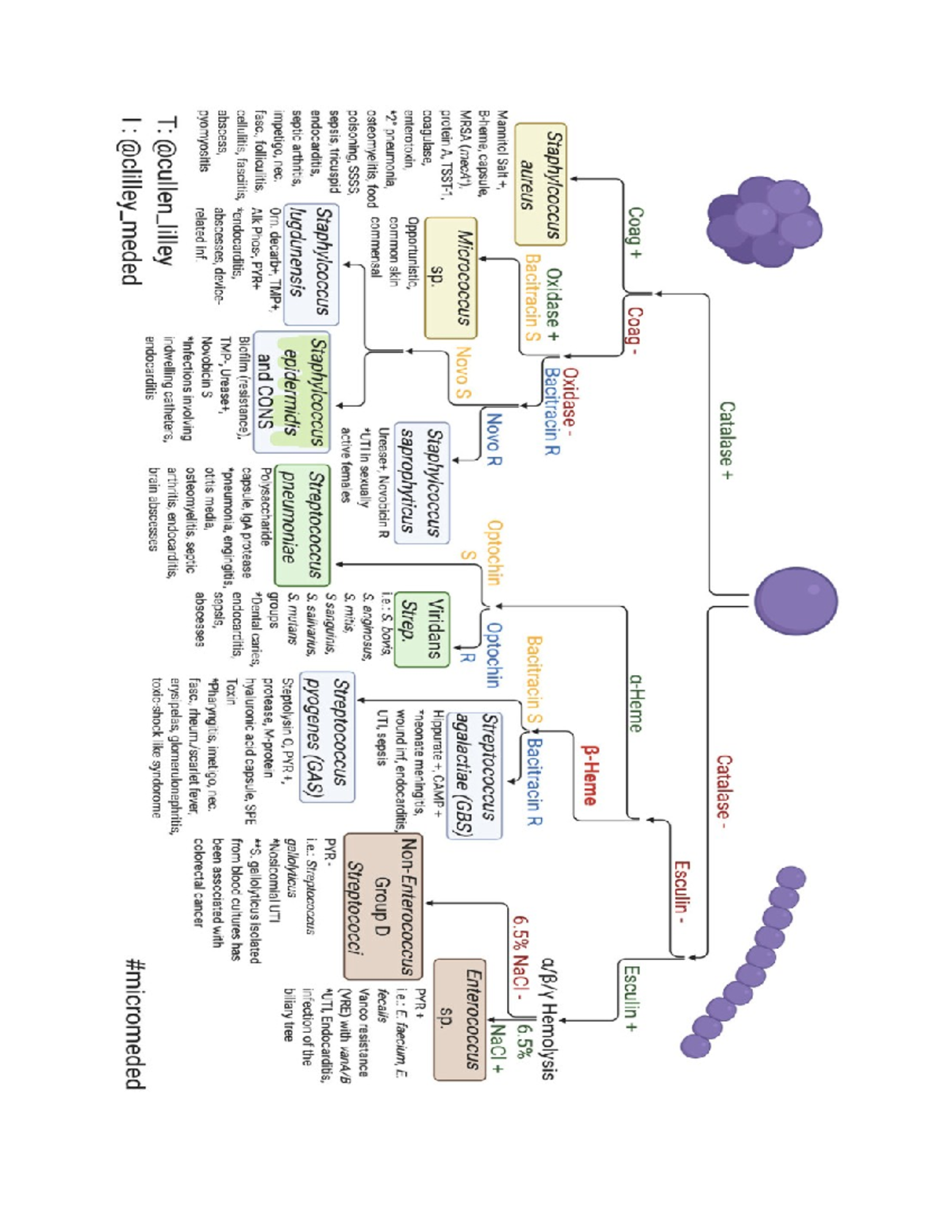 Unbelievable! The Secret Ways Bacteria Adapt Their Genes - cmmqjqe