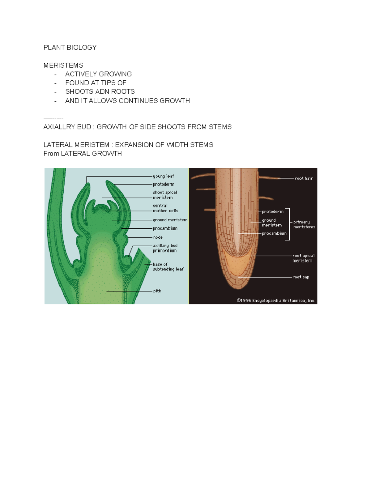Plant Biology 3 - PLANT BIOLOGY MERISTEMS - ACTIVELY GROWING - FOUND AT ...