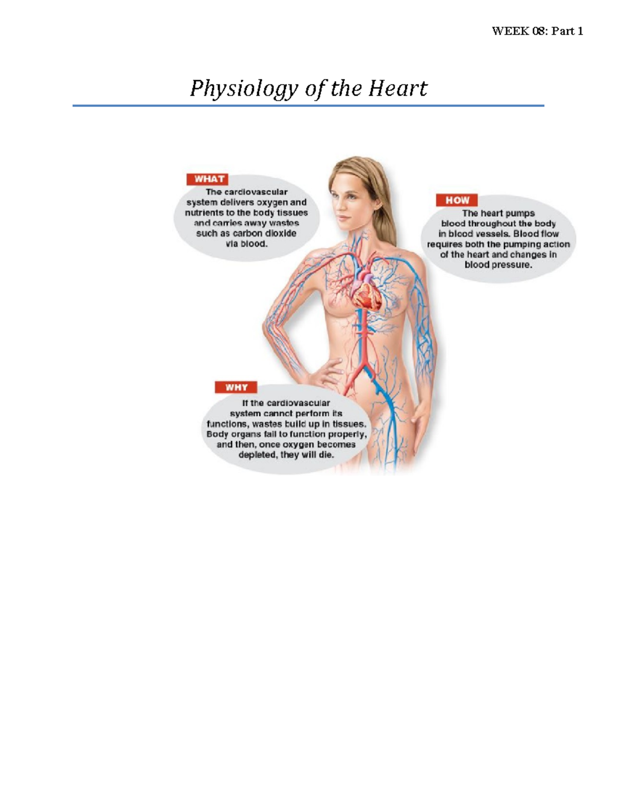 Anatomy and Physiology Heart week 8 - Physiology of the Heart WEEK 08 ...