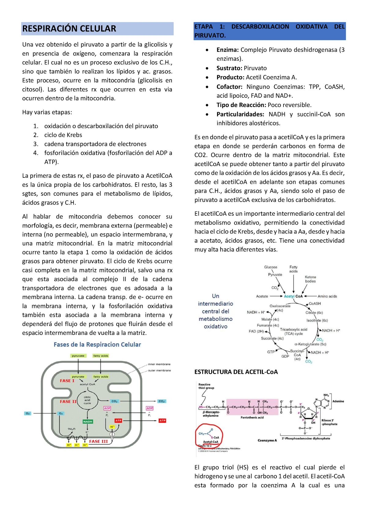 Clase 2 11-11 Respiracion Celular - RESPIRACI”N CELULAR Una Vez ...