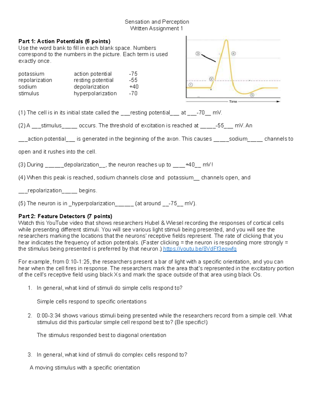 Sensation and Perception Written Assignment: Action Potentials Feature ...