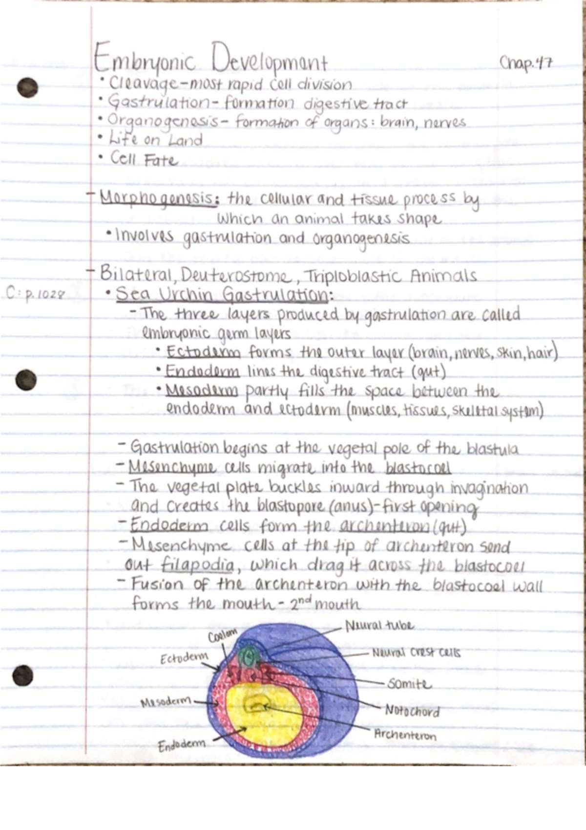 Embryonic Development - tract formation of organs: brain, narves Wife ...