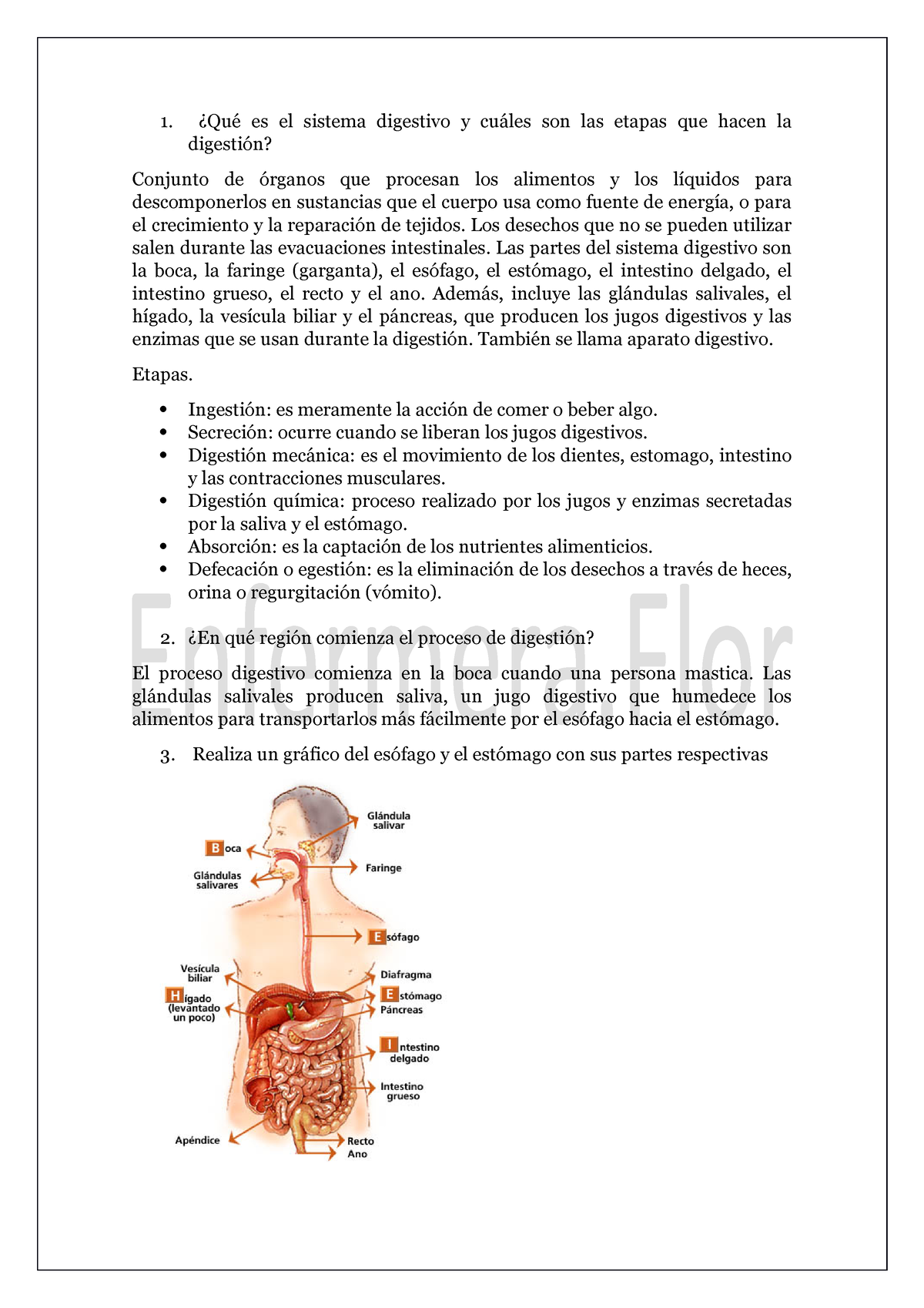 Digestivo - HGFDJHGFDS - ¿Qué Es El Sistema Digestivo Y Cuáles Son Las ...