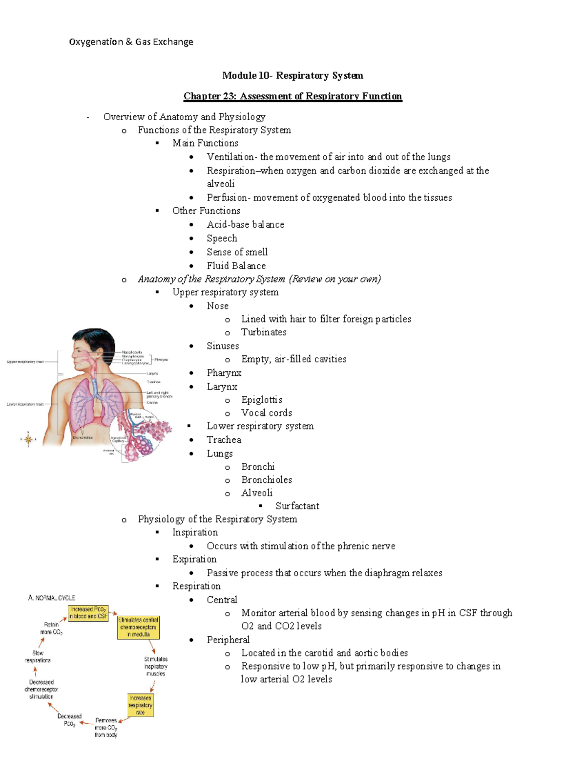 Module 10 Review Sheet - Module 10- Respiratory System Chapter 23 ...