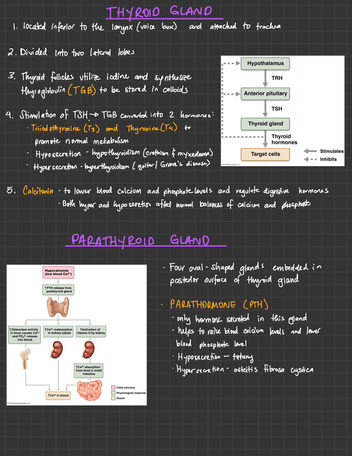 Thyroid and Parathyroid Gland - THYROID GLAND 1. located inferior to ...