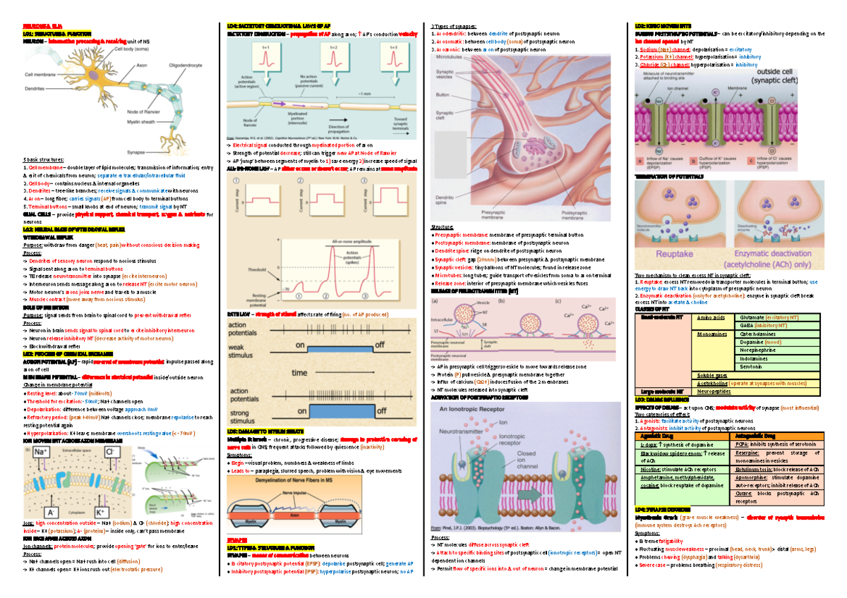 Behavioural Neuroscience Notes - NEURONS & GLIA LO1: STRUCTURE ...