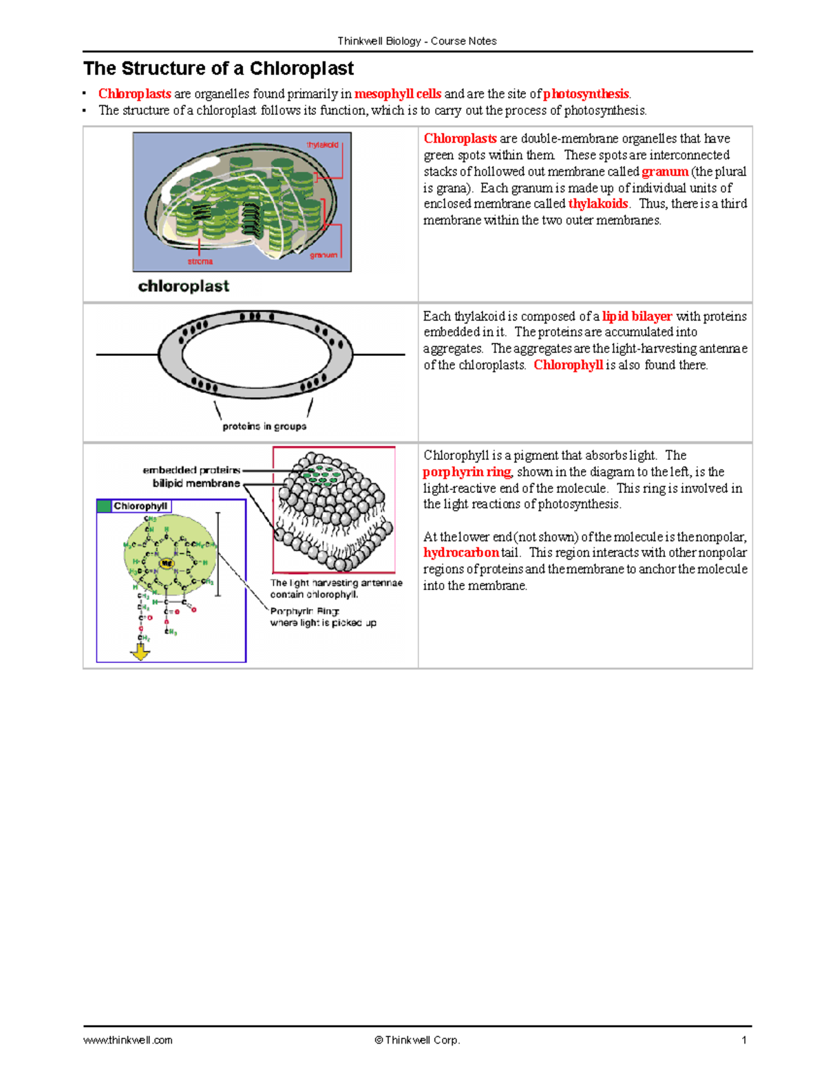 576 Assignment Notes 1408 Biology For Non Science Majors I The Structure Of A Chloroplast