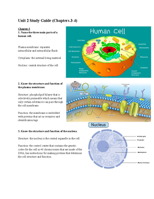 BIO101 Chapter 16 Urinary System - BIO 101 - Stark State - Studocu