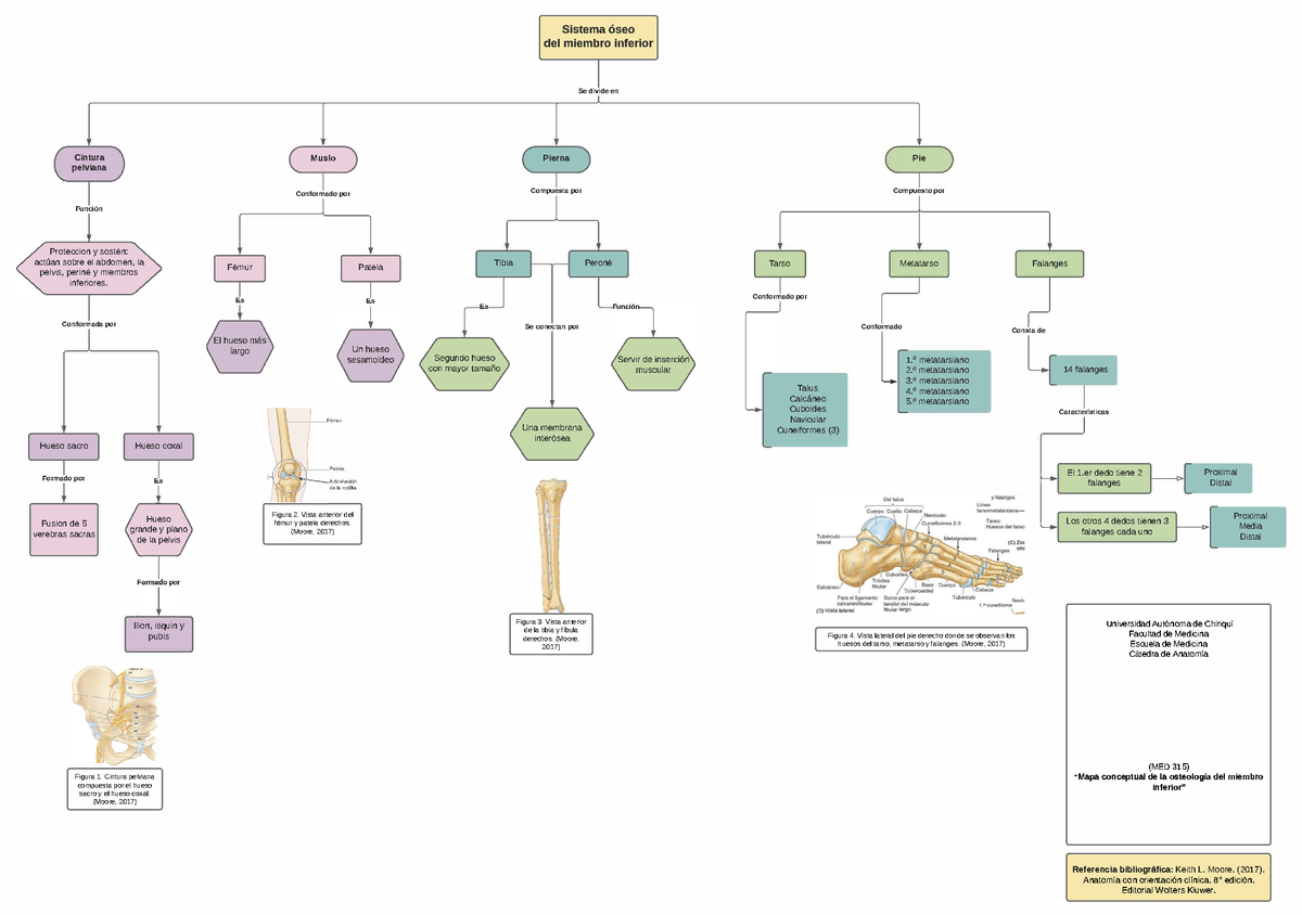 Mapa conceptual de huesos del miembro inferior - Cintura pelviana Función  Proteccion y sostén: - Studocu