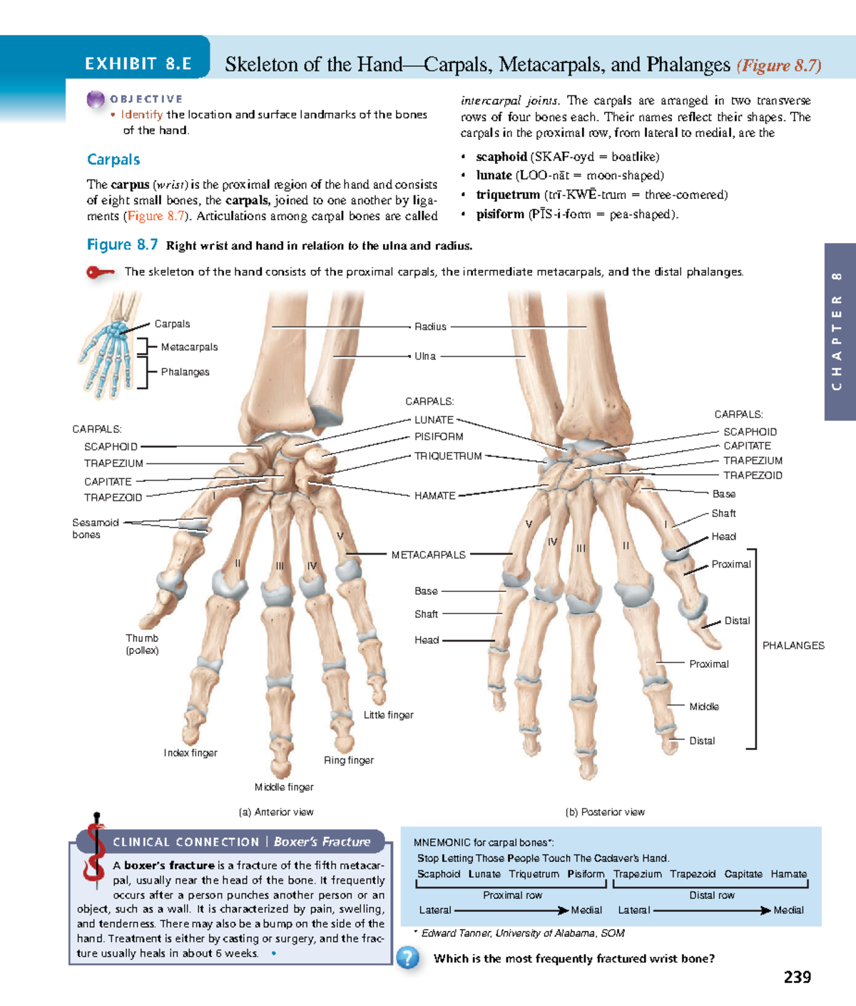 Anatomyand Physiology-91 - C H A P T E R 8 Edward Tanner, University of ...