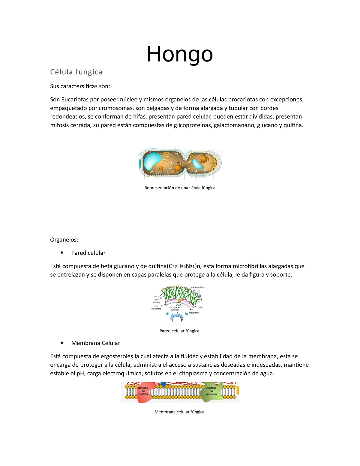 Hongo Hongo C Lula F Ngica Sus Caractersiticas Son Son Eucariotas