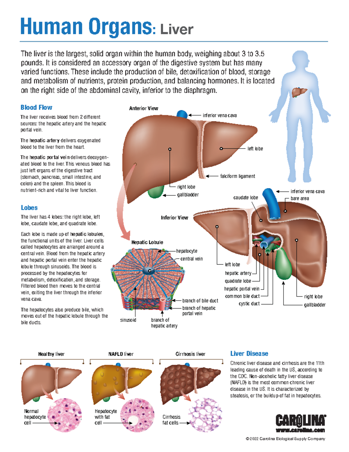 Liver - lung - © 2022 Carolina Biological Supply Company Lobes The ...