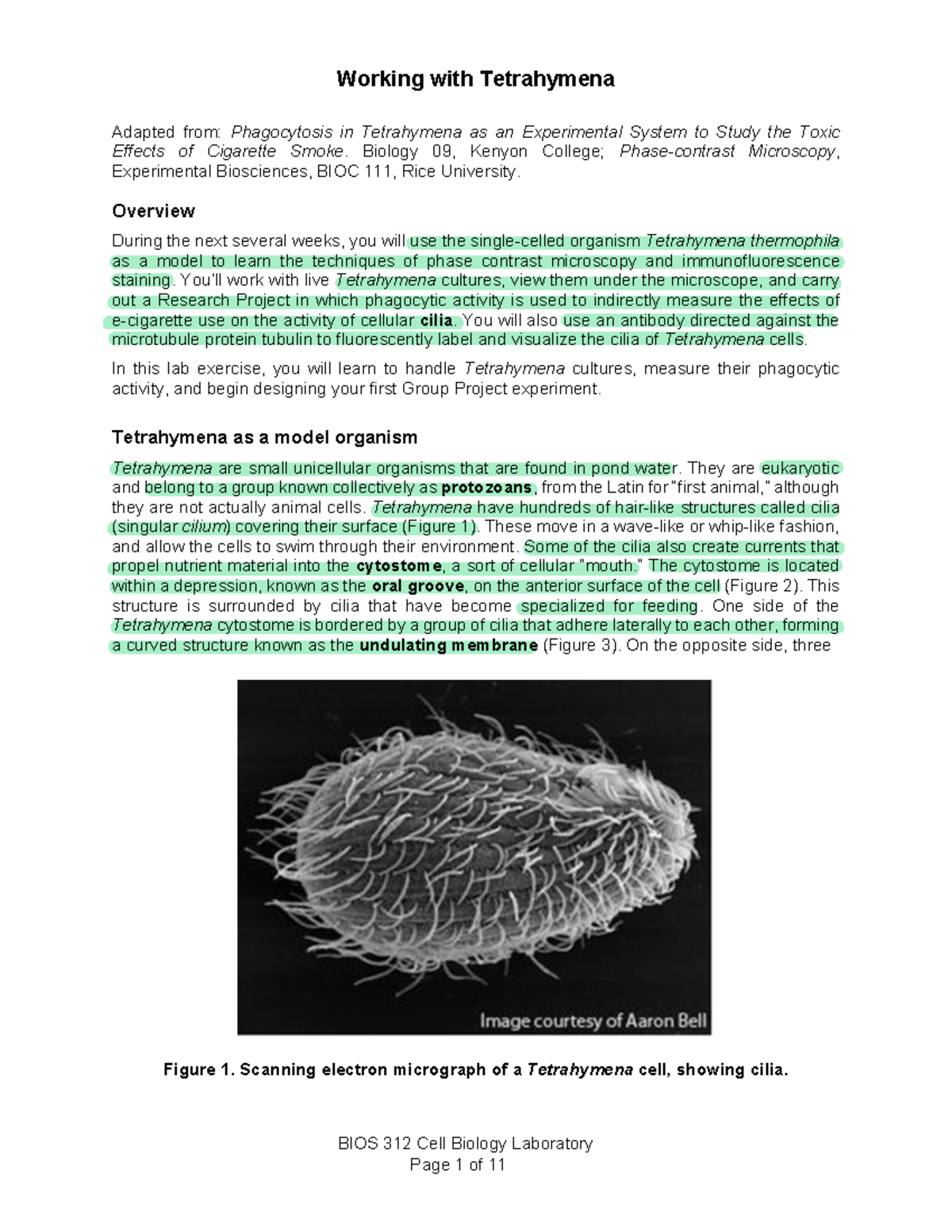 Tetrahymena Lab - bio - Working with Tetrahymena BIOS 312 Cell Biology ...