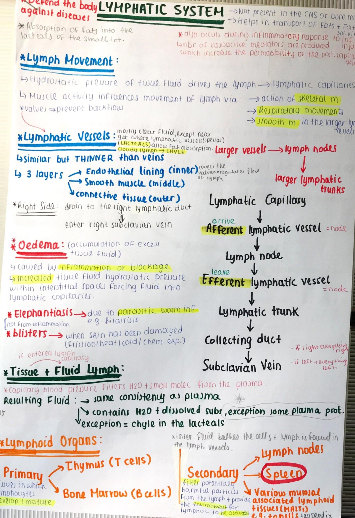 Lymphatic System Lecture Notes 6 Studocu