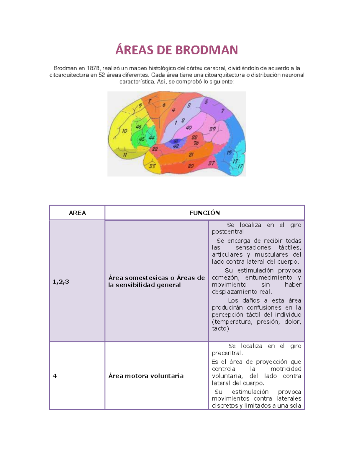 Áreas DE Brodman - Areas de brogman, te ayudar a estudiar y sobre todo ...