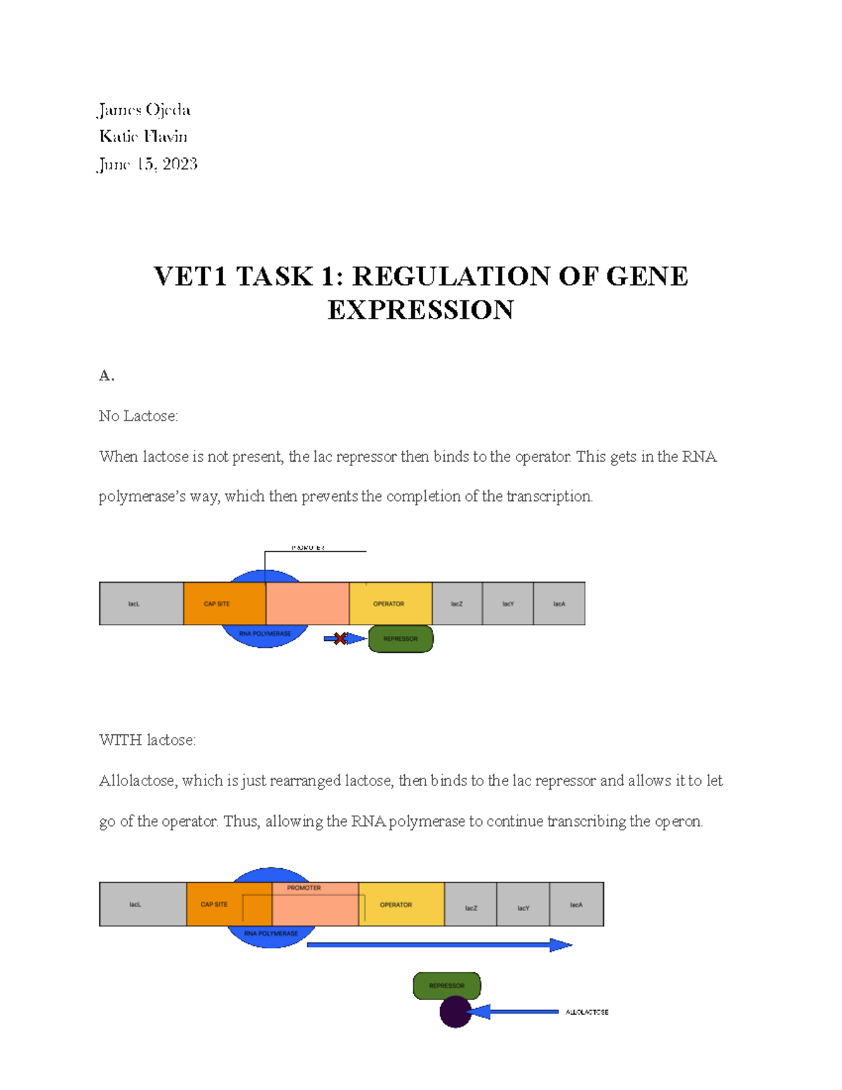 TASK 1 Regulation OF GENE Expression - James Ojeda Katie Flavin June 15 ...