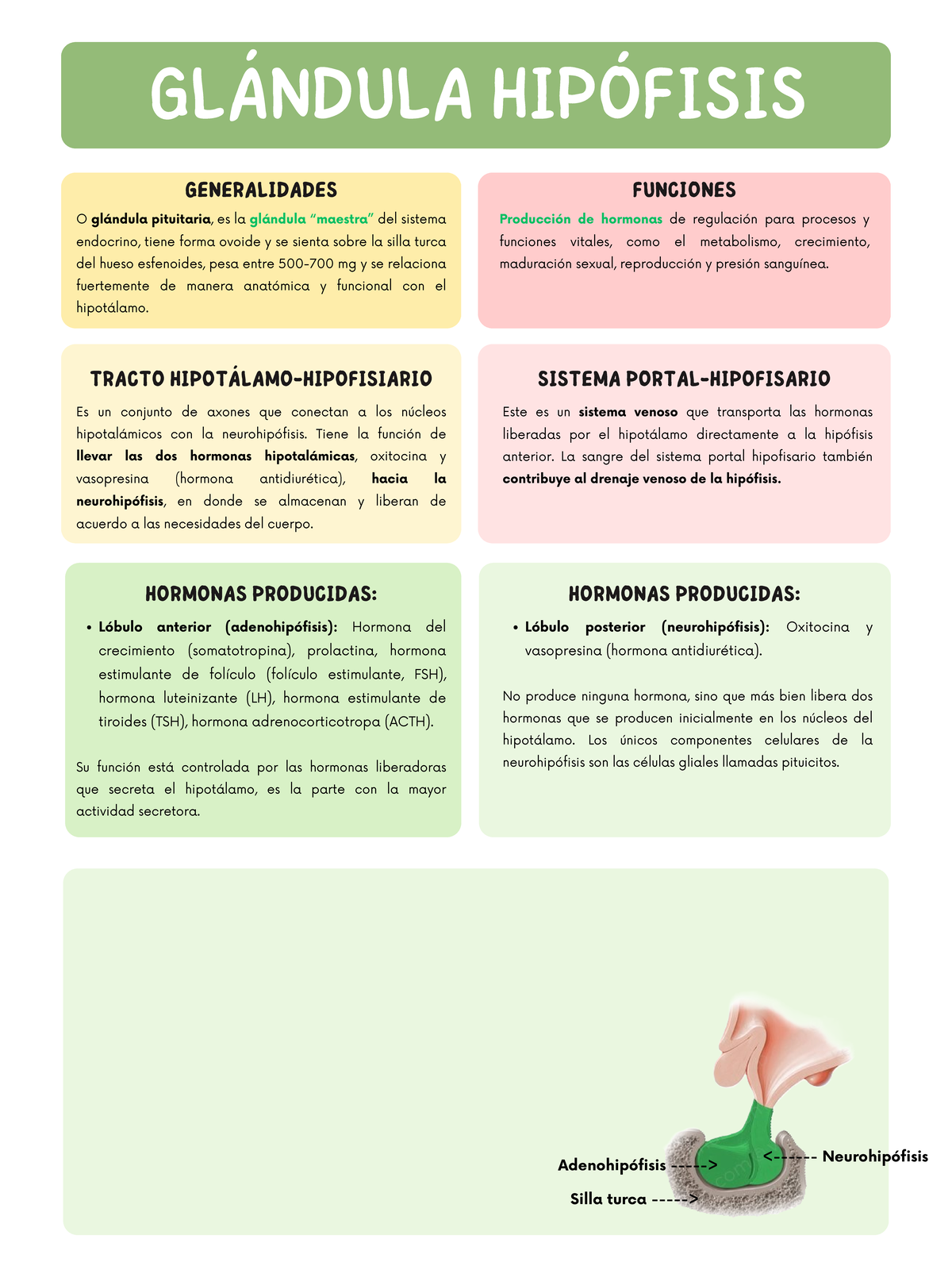 Glándula Hipófisis - O glándula pituitaria, es la glándula “maestra