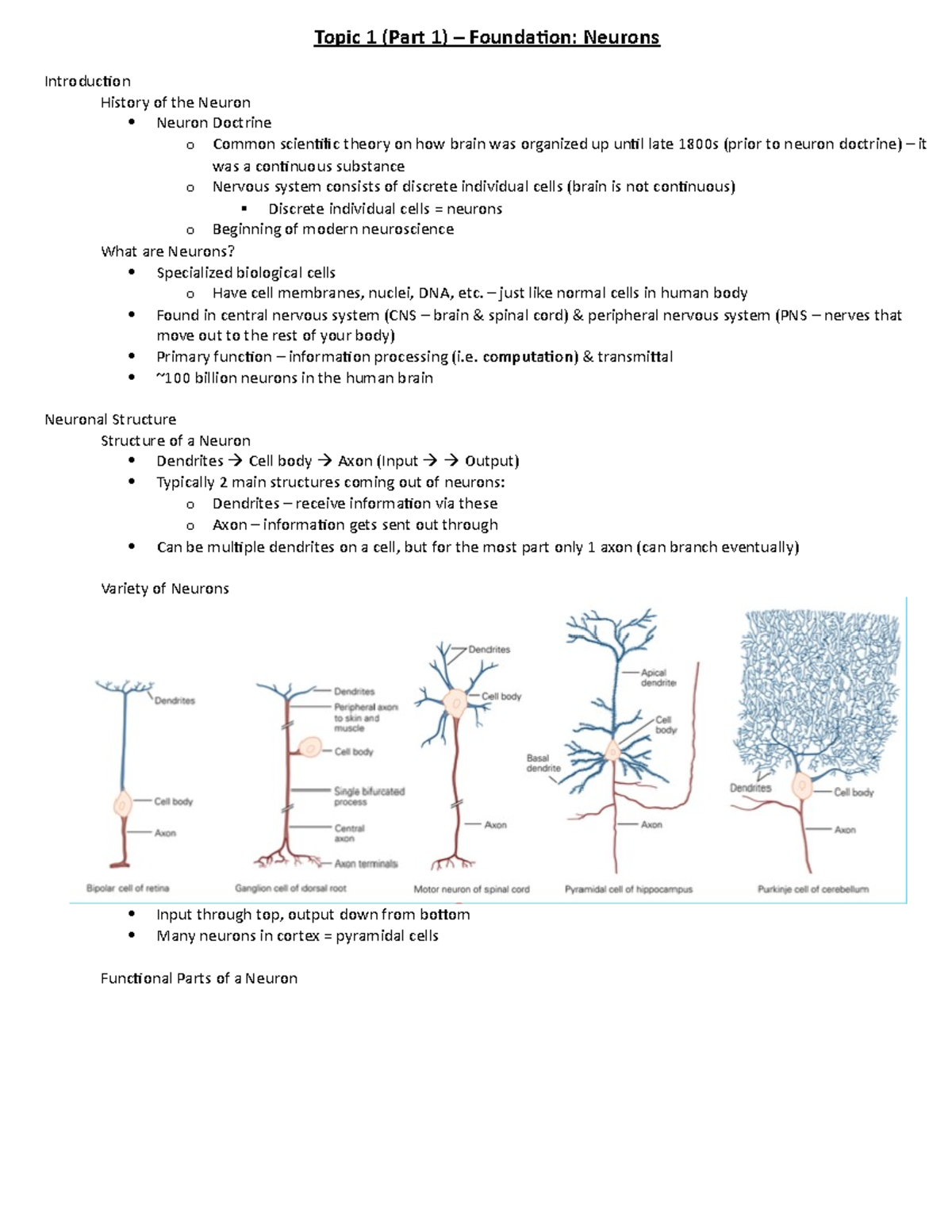 Introduction to Neurons and Neural Networks - Studocu