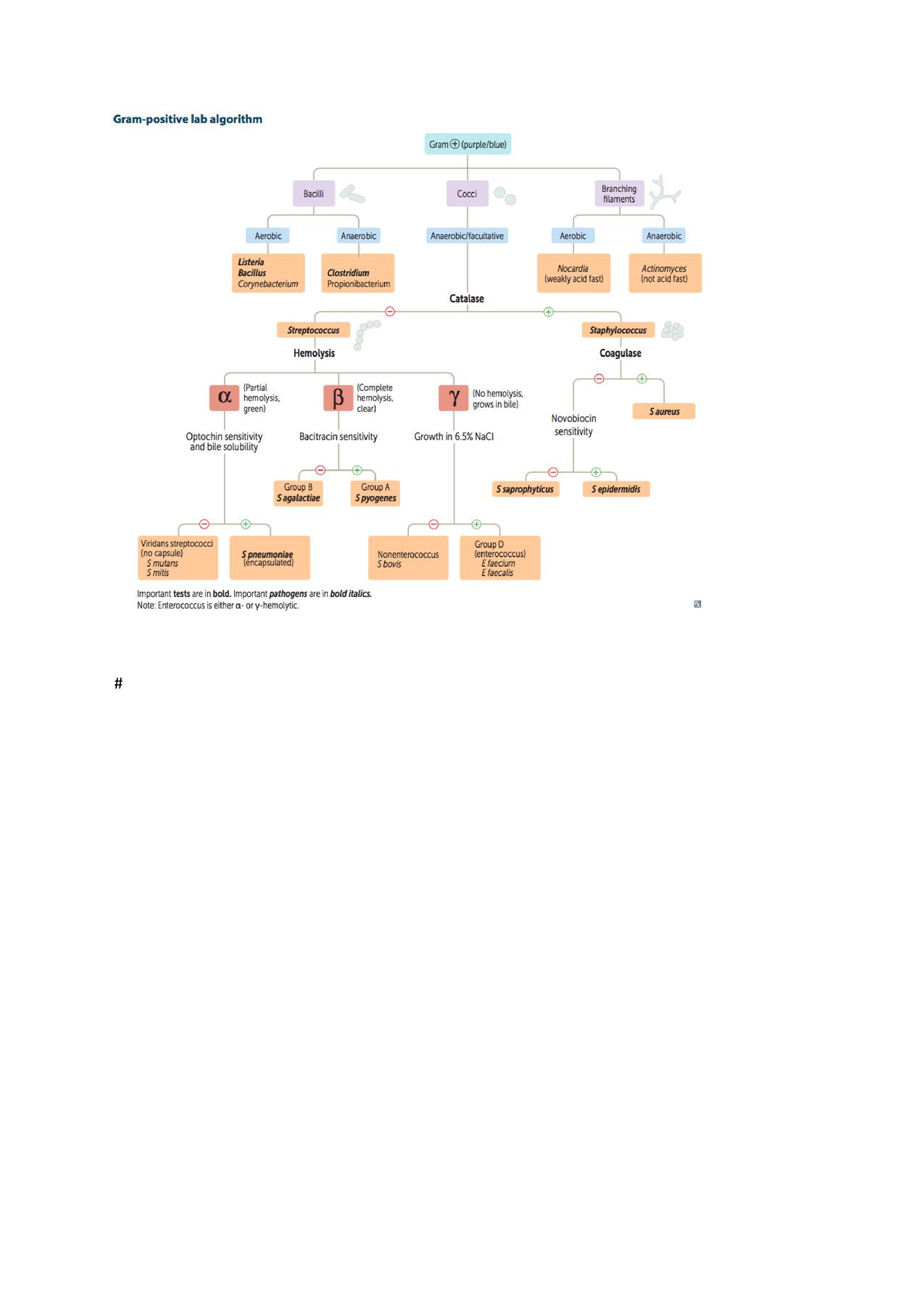 Gram lab algorithm - Microbiology - Studocu