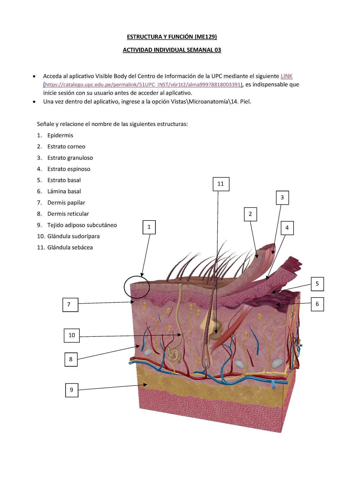 ME129+Ey F+ Tarea+Sem03 - ESTRUCTURA Y FUNCI”N (ME129) ACTIVIDAD ...