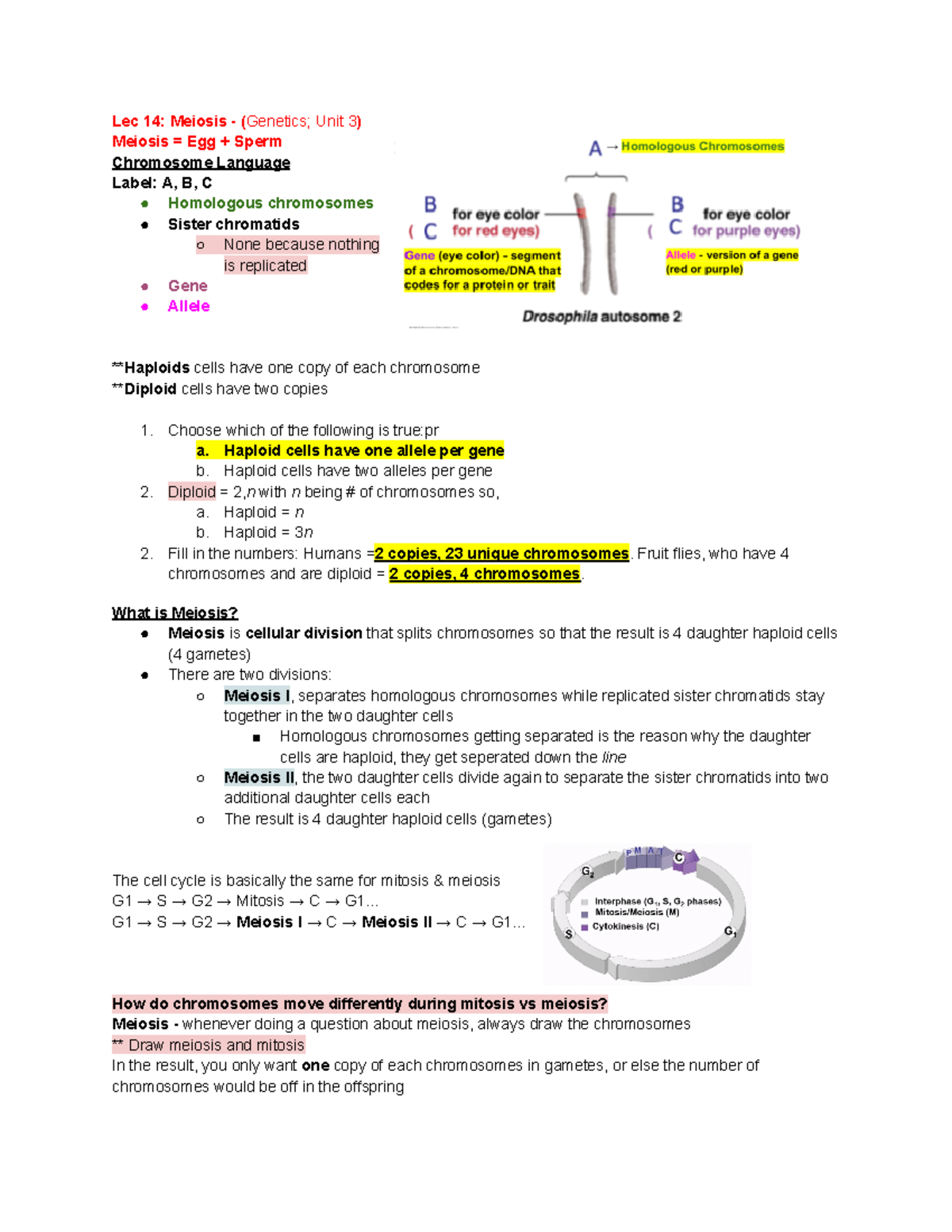 Lec 14 Meiosis - Lec 14: Meiosis - (Genetics; Unit 3) Meiosis = Egg ...