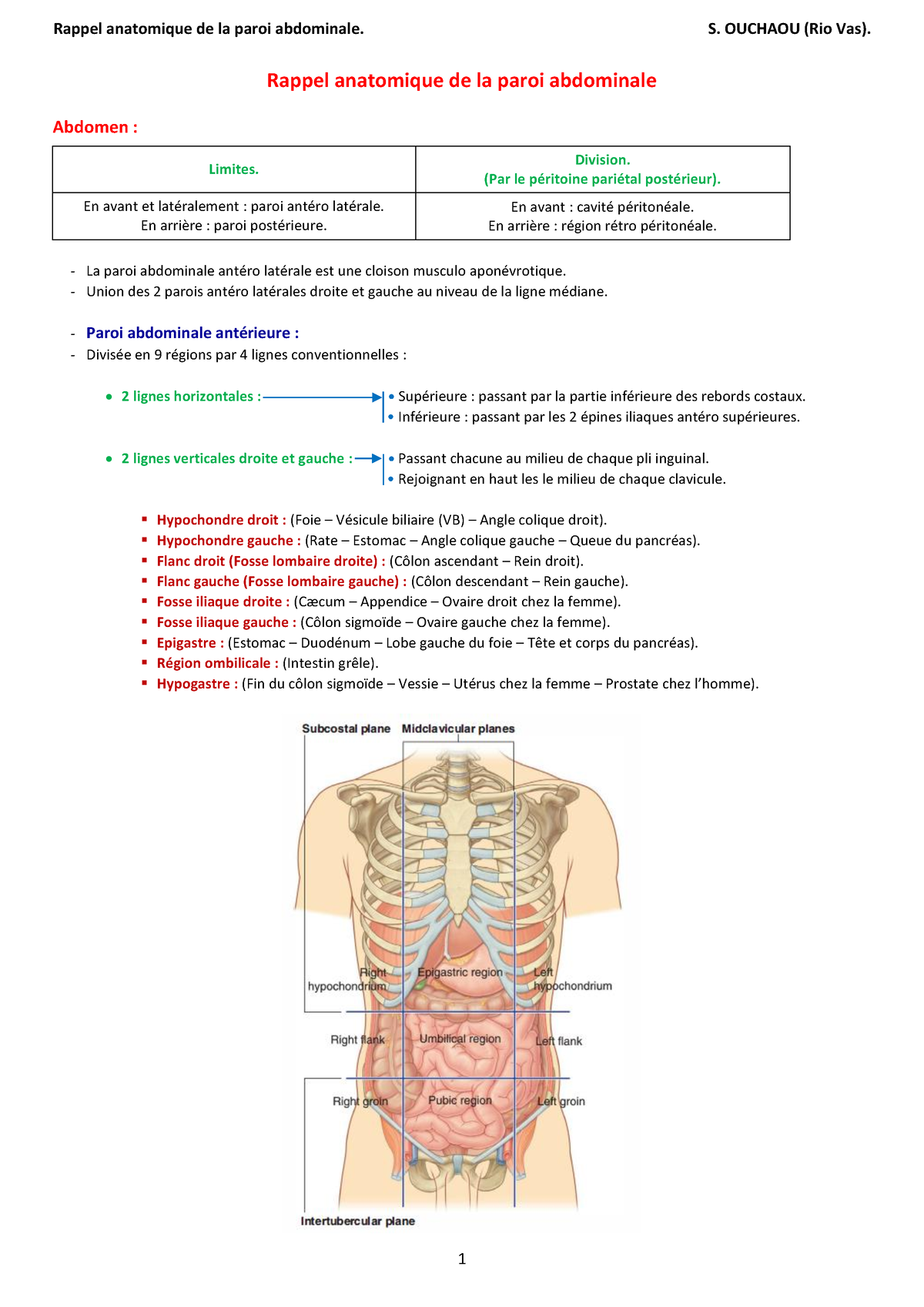 anatomie de la paroi abdominale