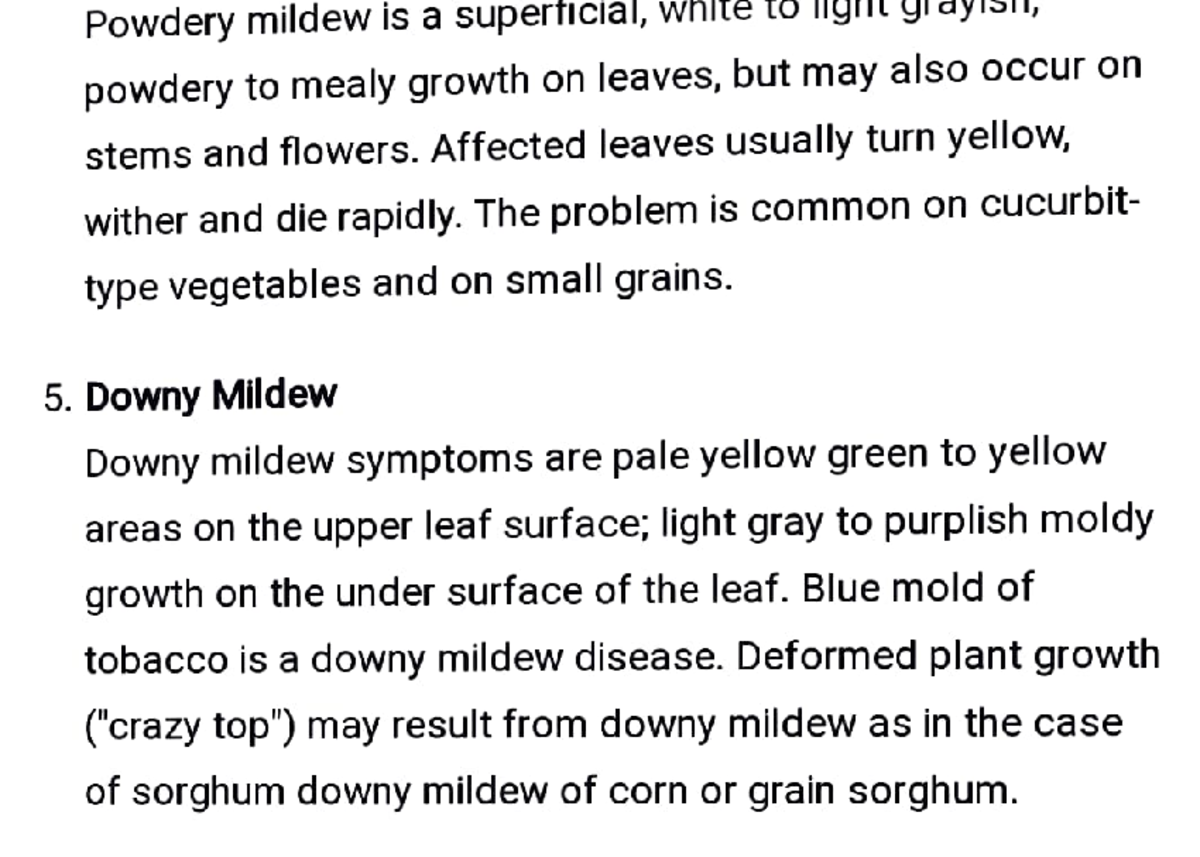 Plant Diseases Powdery mildew is a supertIcIa1, wnrre 1 11y1 n y1 ay