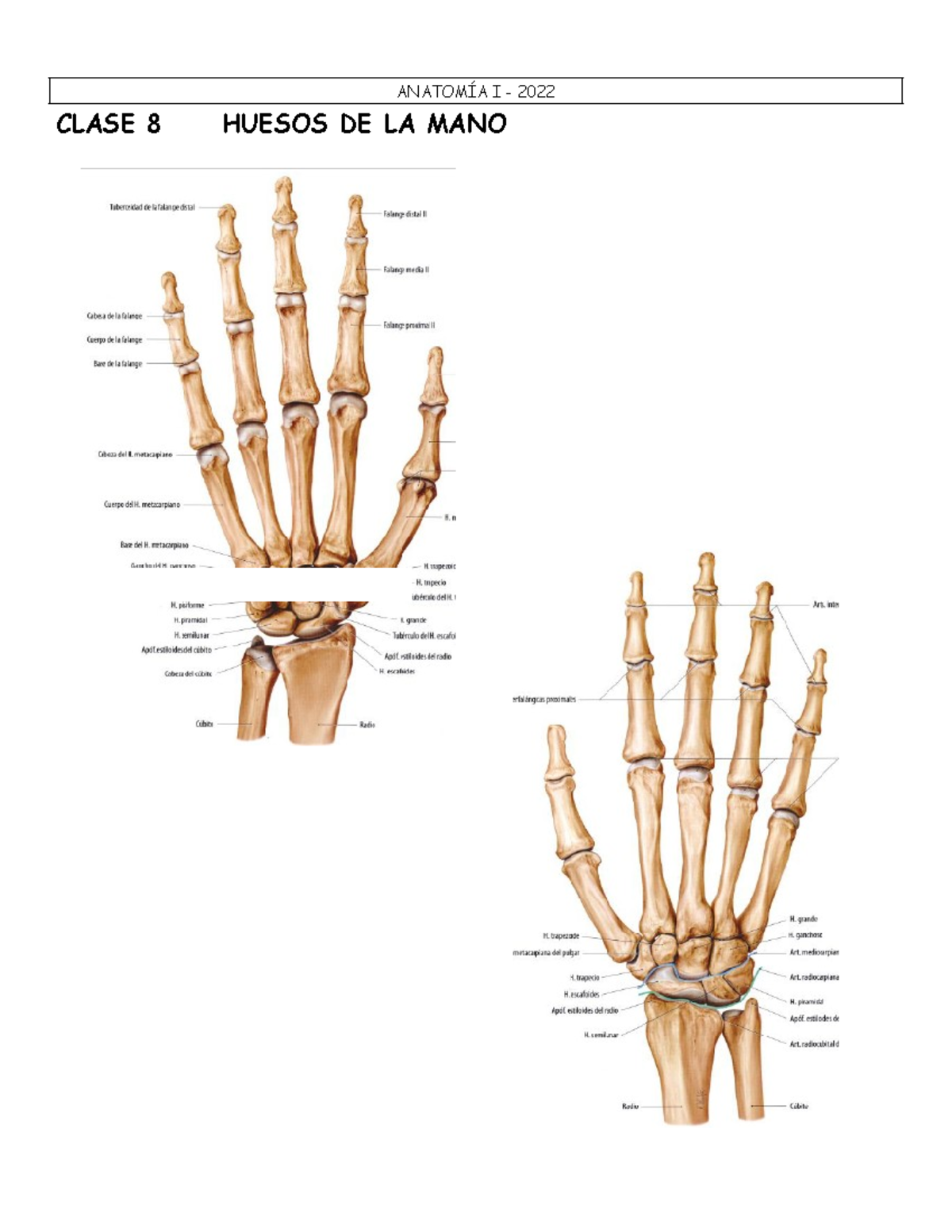 Clase 08- Parte 1-Huesos y artic de mano - ANATOMÍA I - 2022 CLASE 8 ...