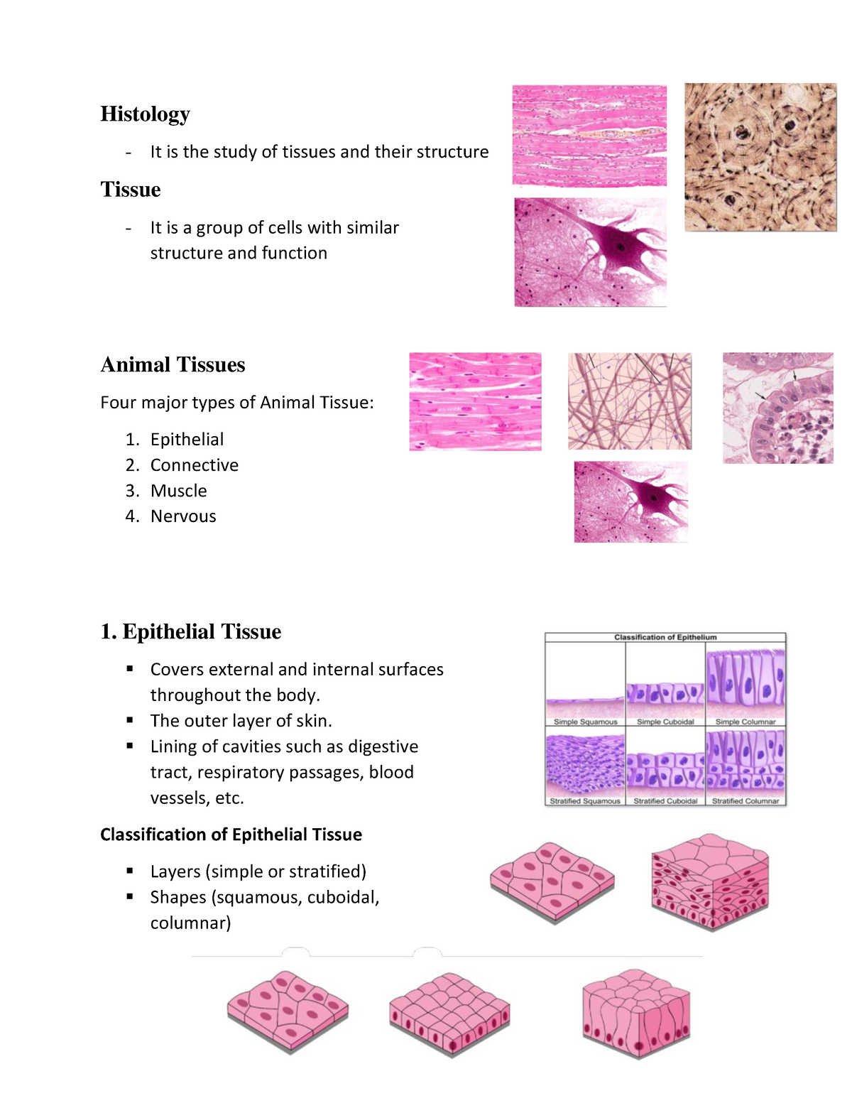 GEN BIO 1 ( Animal Tissue) - Histology It is the study of tissues and ...