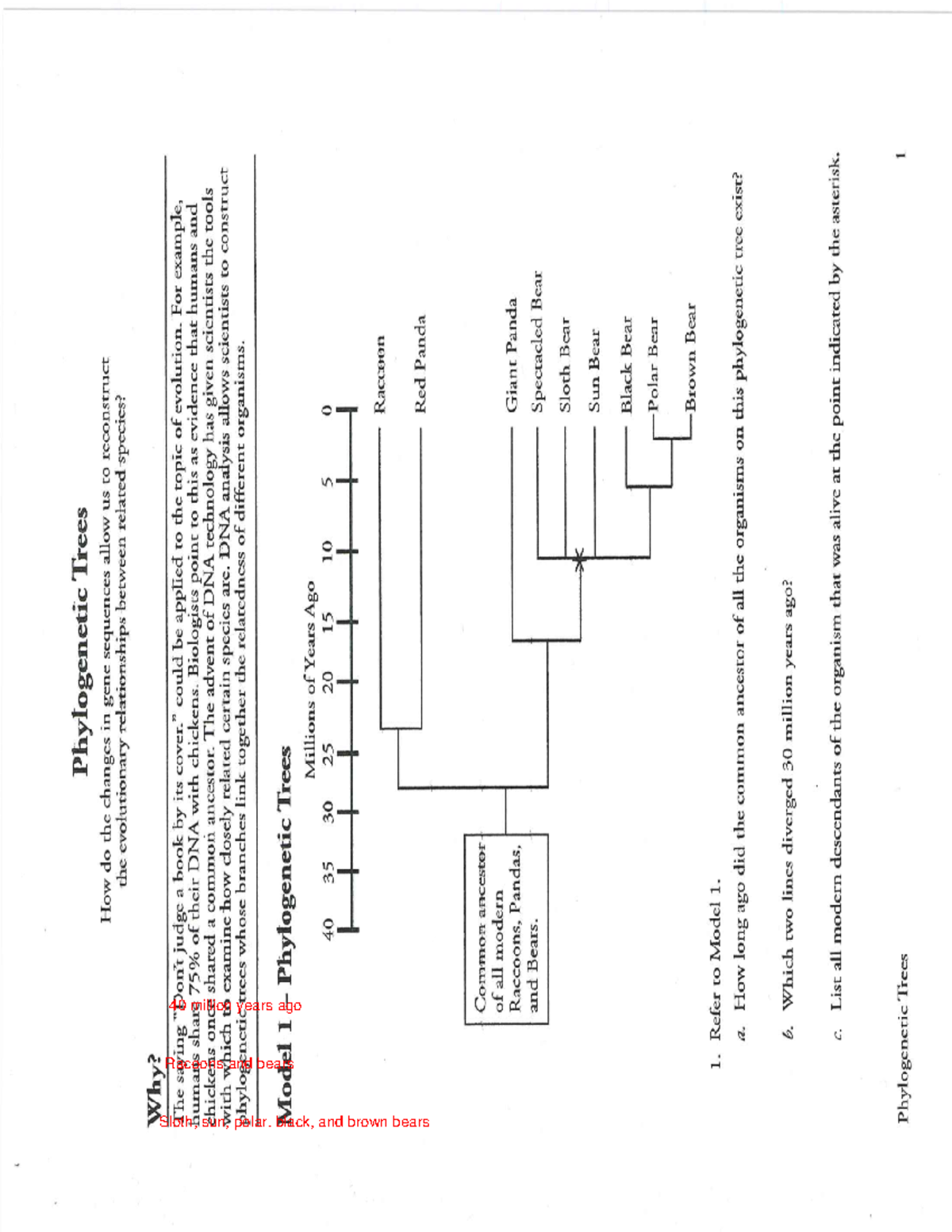 Phylogenictrees - Racoons and bears40 million years ago Sloth, sun ...