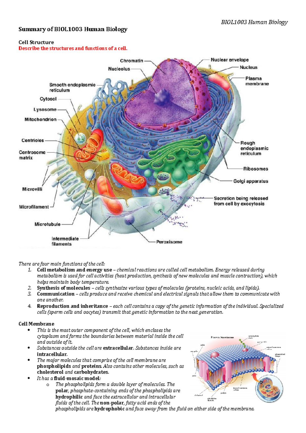 BIOL1003 Cell Structure - Summary of BIOL1003 Human Biology BIOL1003 ...