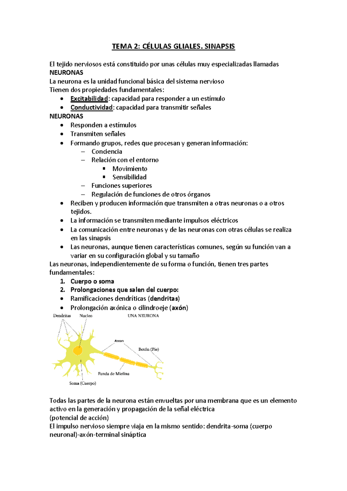 TEMA 2 neurona PDF - tema 2 - TEMA 2: CÉLULAS GLIALES. SINAPSIS El ...
